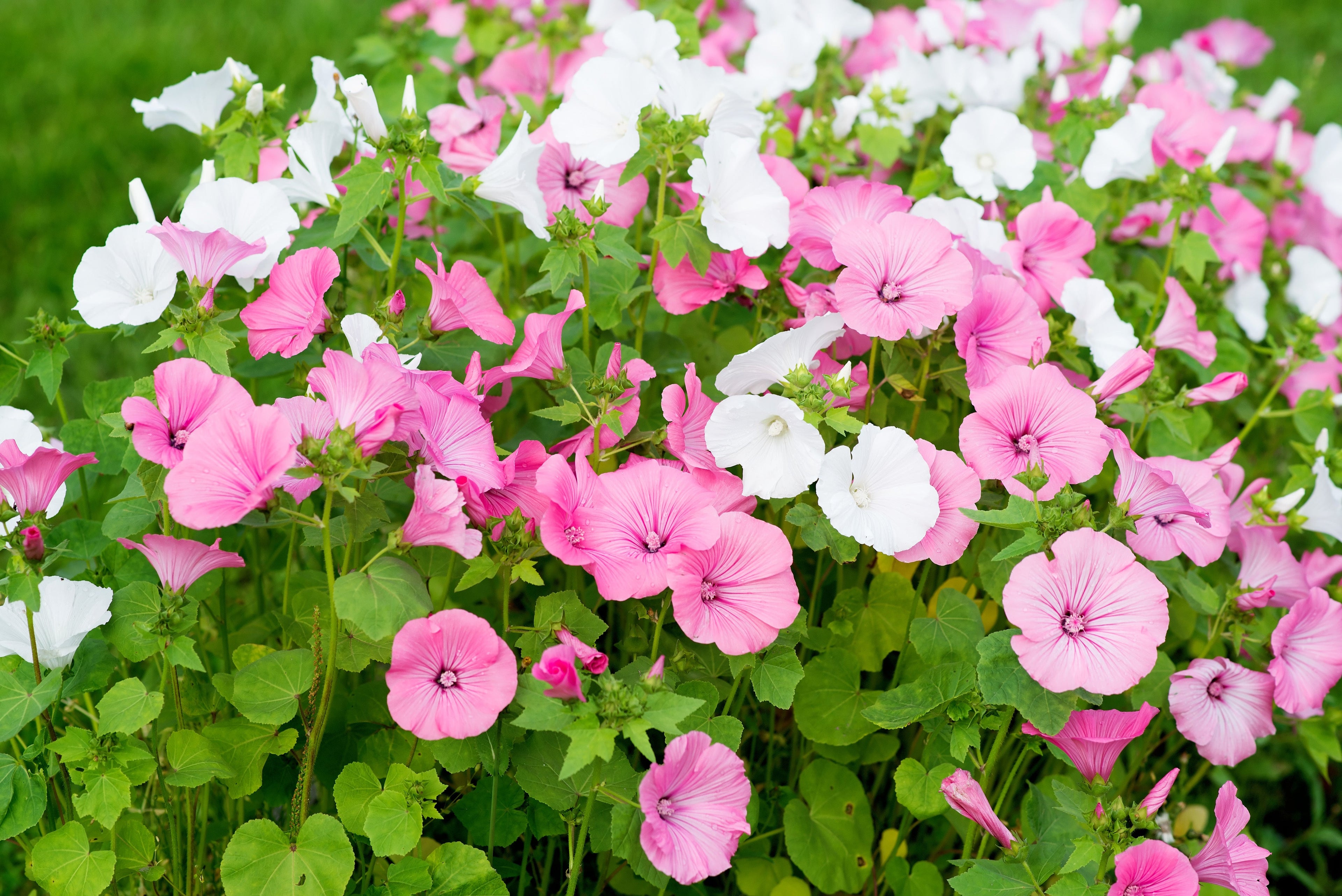 200 ROSE MALLOW MIX (Bush Mallow) Hibiscus Lavatera Trimestris Flower Seeds