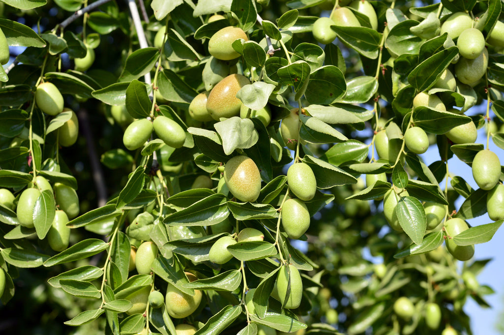 5 JOJOBA Simmondsia Chinensis Fruit Nut Oil Evergreen Shrub Seeds