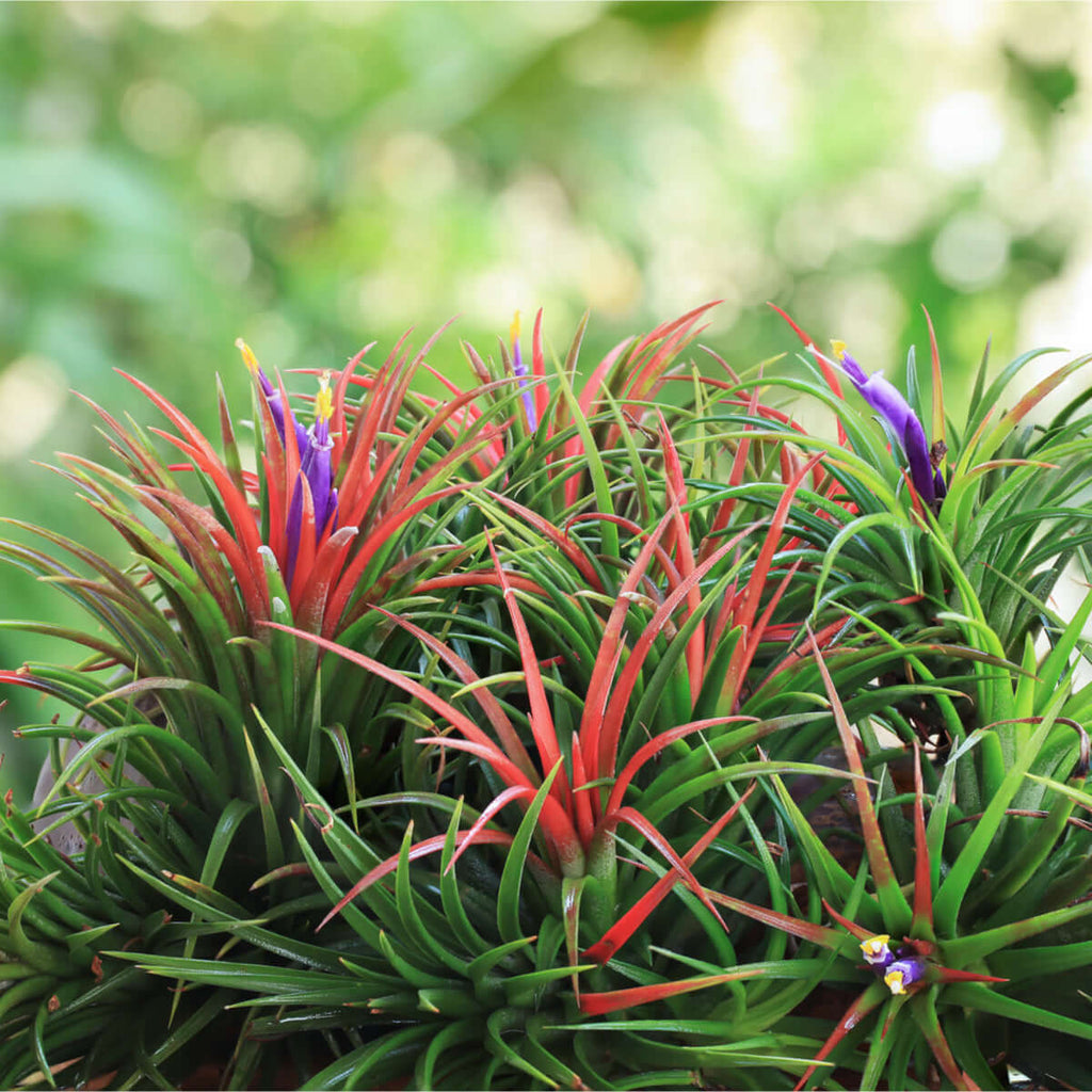 Tillandsia Fuego Ball Air Plant