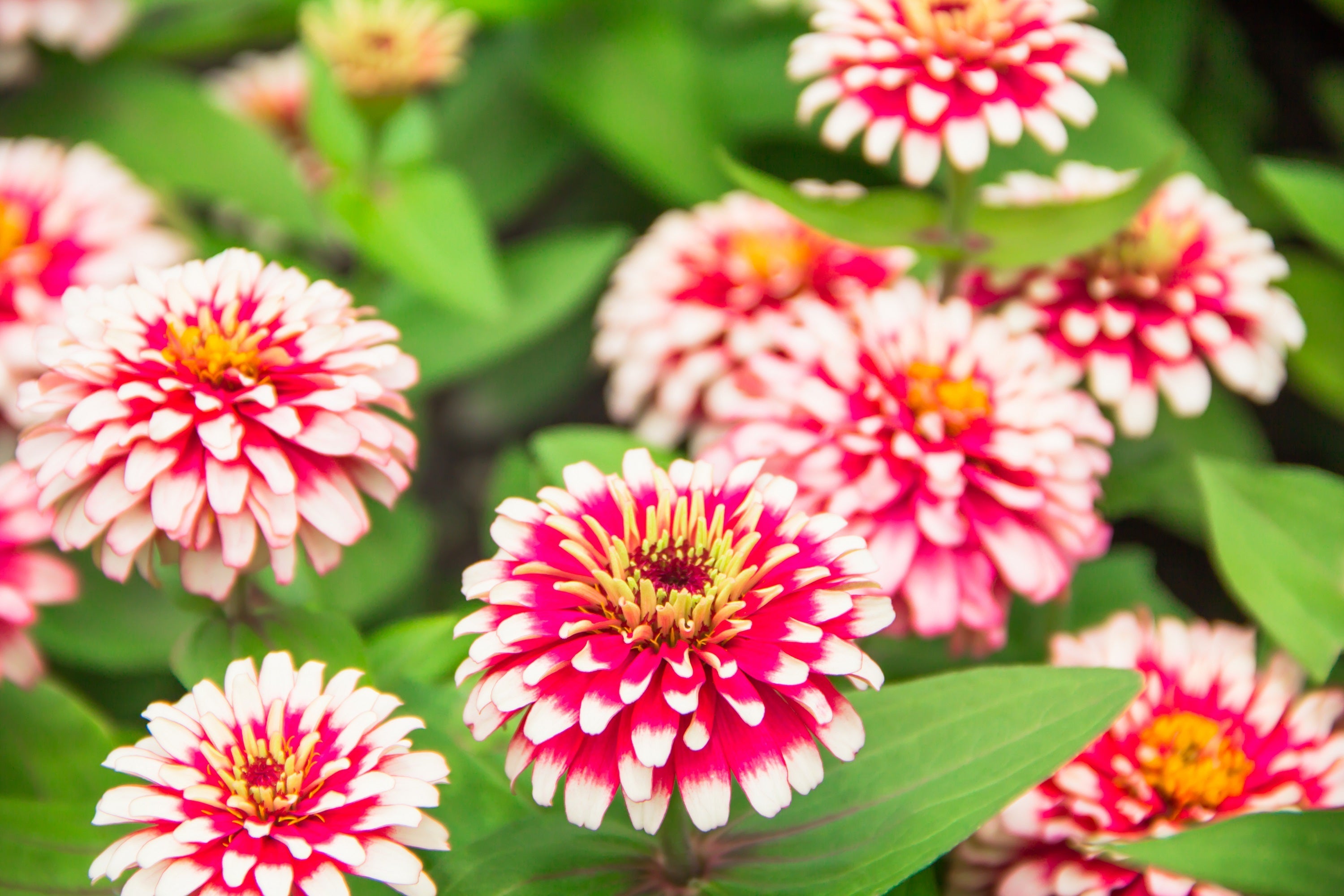 250 ZIN MASTER ZINNIA Mix Elegans Mixed Colors Flower Seeds