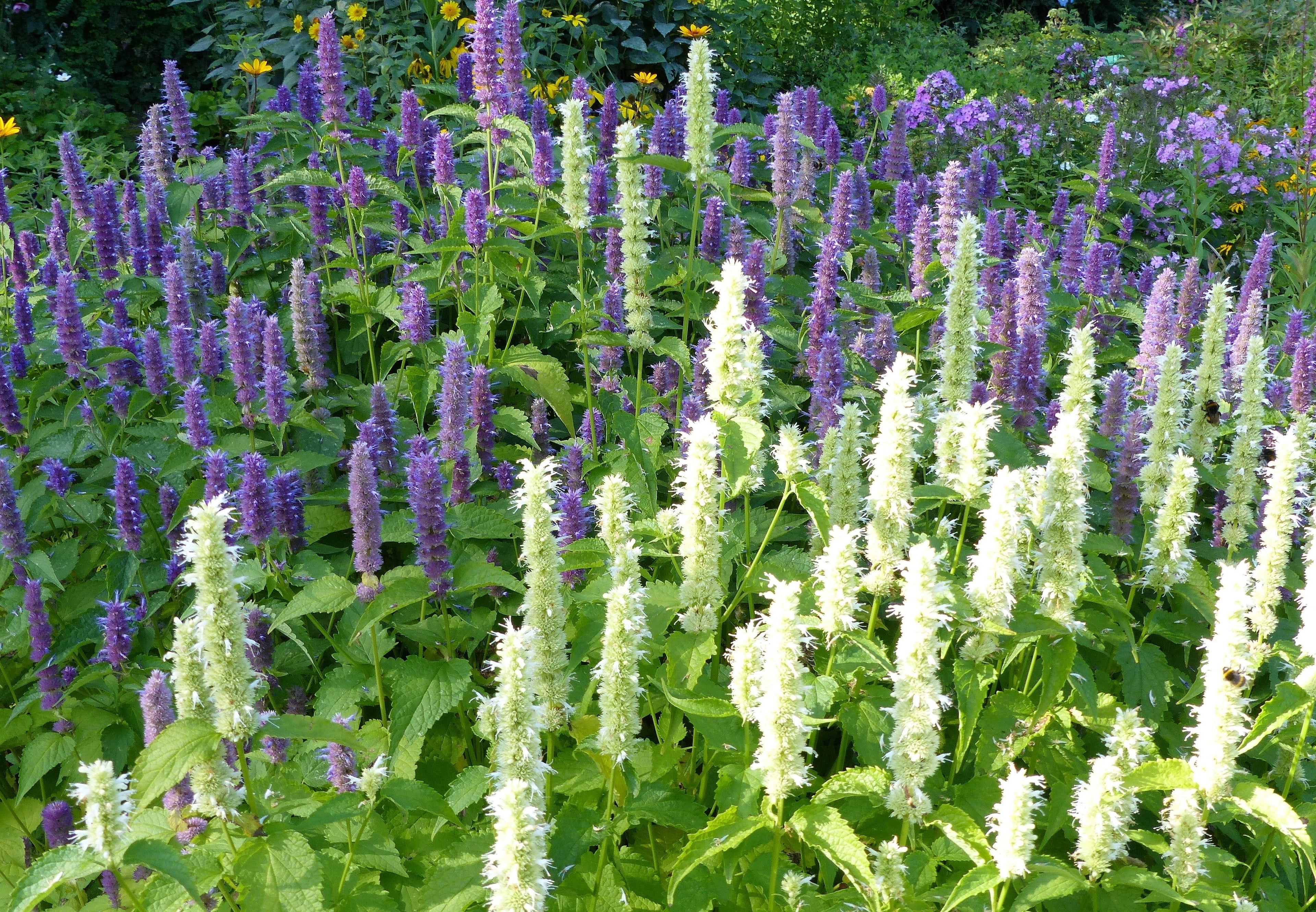 30 MIXED COLORS AGASTACHE Aurantiaca Cana Hummingbird Mint Hyssop Flower Seeds
