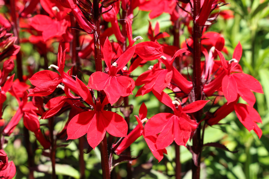300 CARDINAL FLOWER LOBELIA Cardinalis Flower Seeds