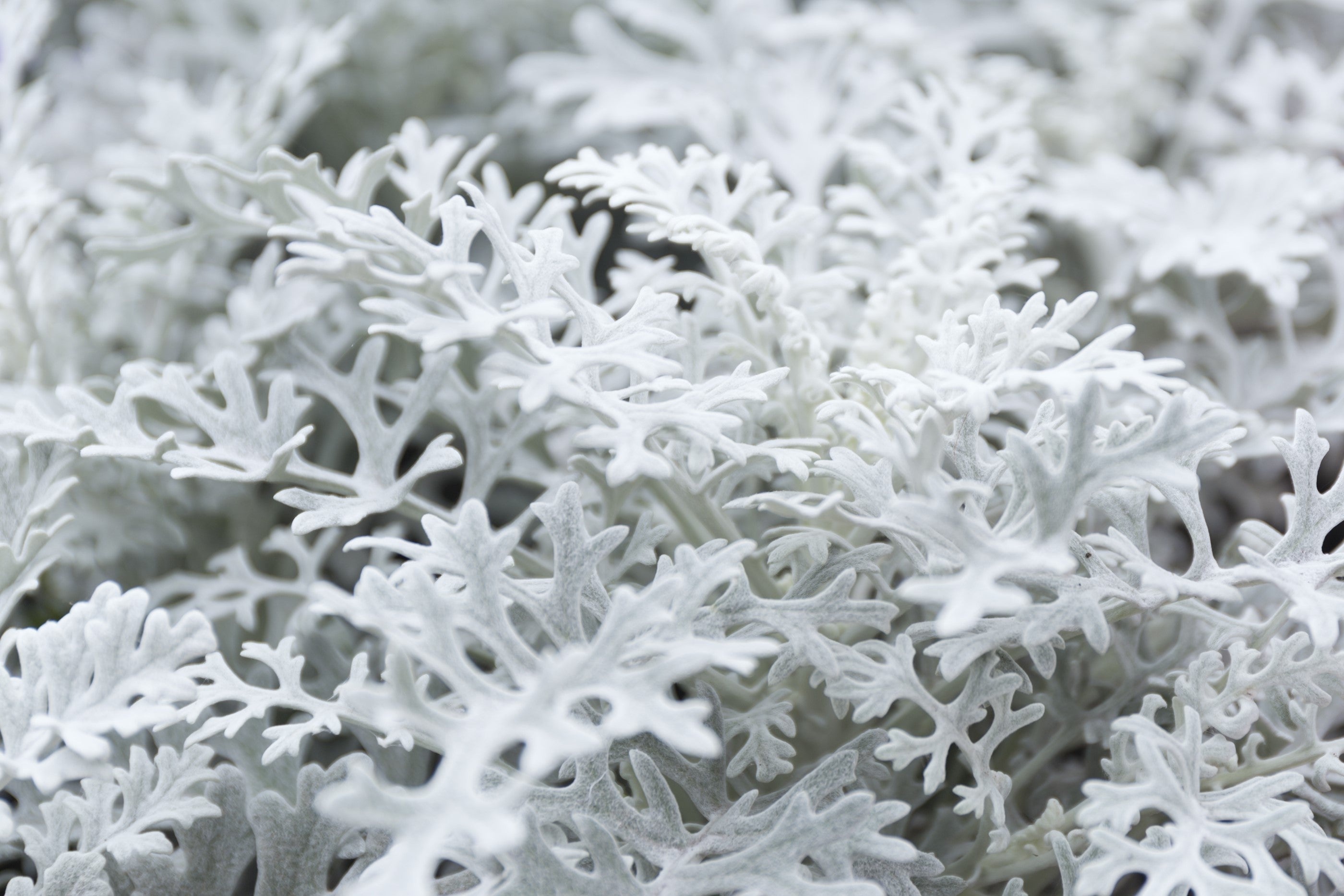 300 SILVERDUST DUSTY MILLER Cineraria Maritima Jacobaea Senecio Flower Seeds
