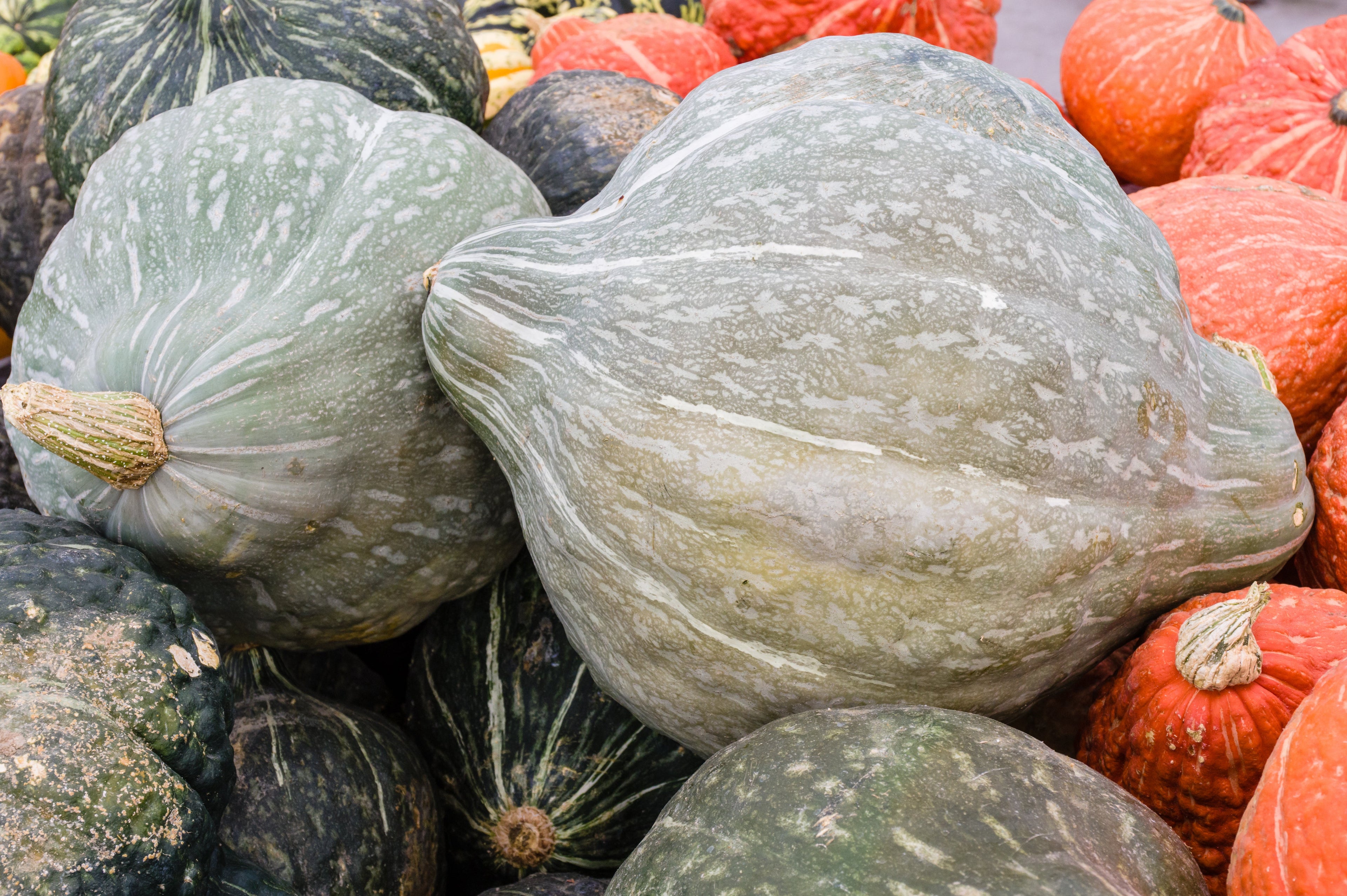 30 BLUE HUBBARD SQUASH New England Buttercup Cucurbita Pepo Vegetable Seeds