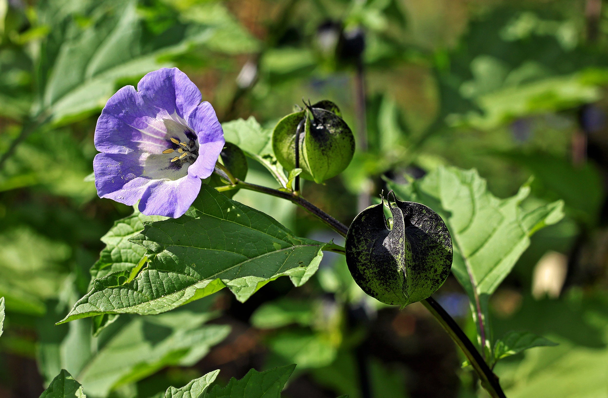 100 APPLE OF PERU Shoofly Plant Nicandra Physalodes Violet Blue Flower Seeds