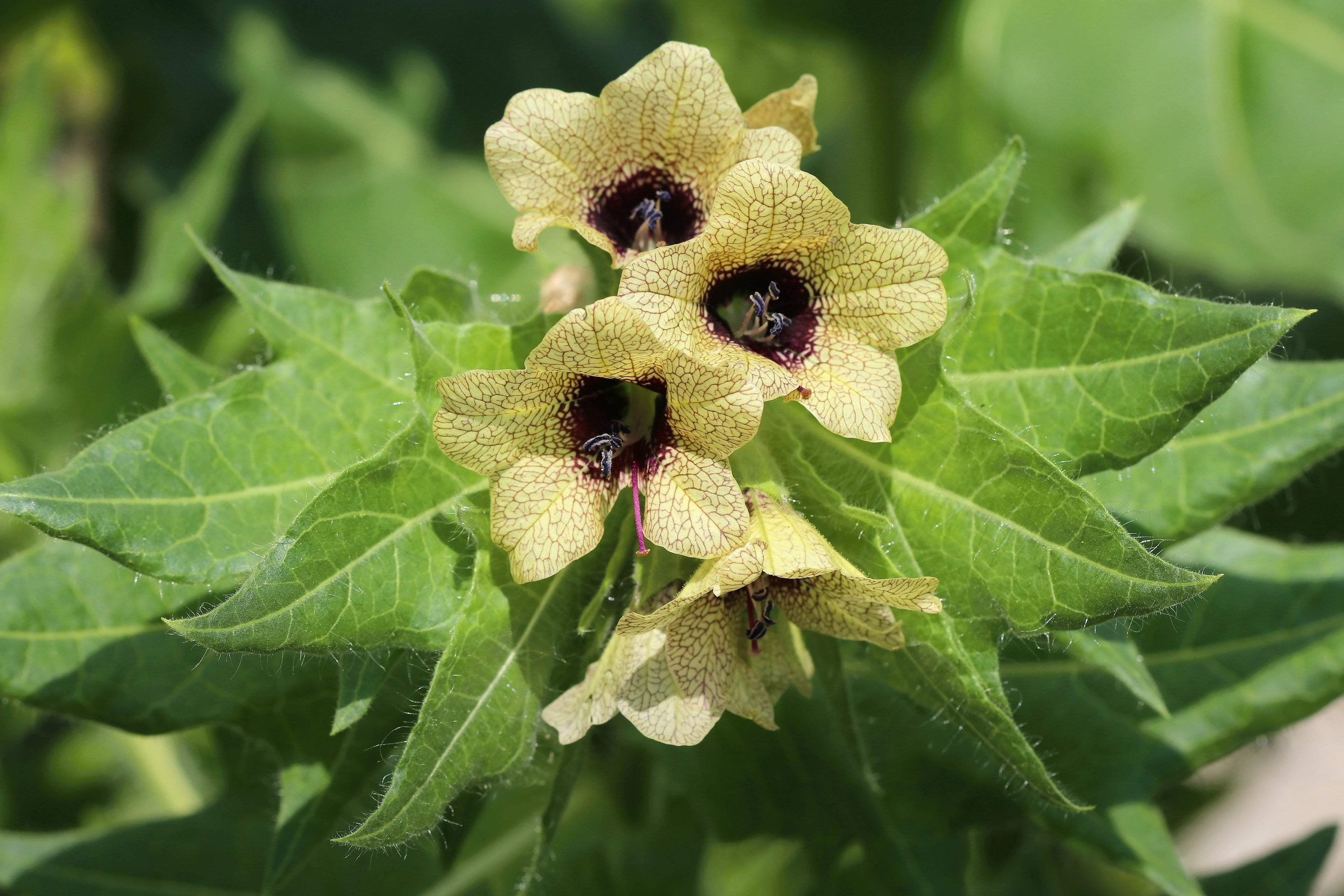 200 Black HENBANE Nightshade Hyoscyamus Niger Flower Seeds