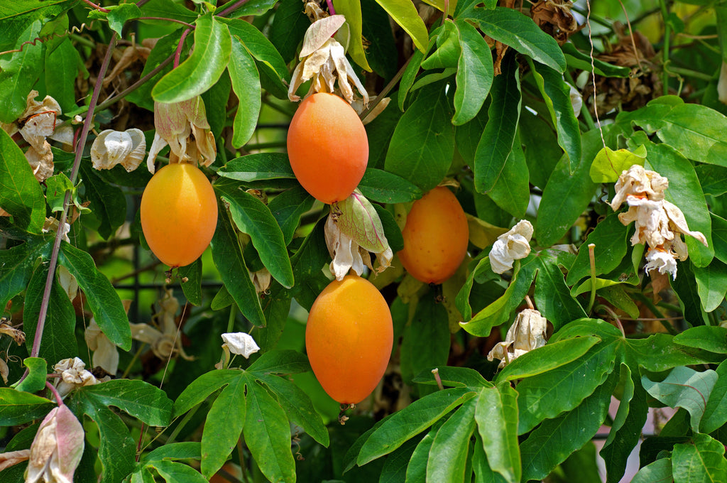 10 Blue Crown PASSION FLOWER / Passion FRUIT Passiflora Caerulea Orange Fruit Vine Seeds