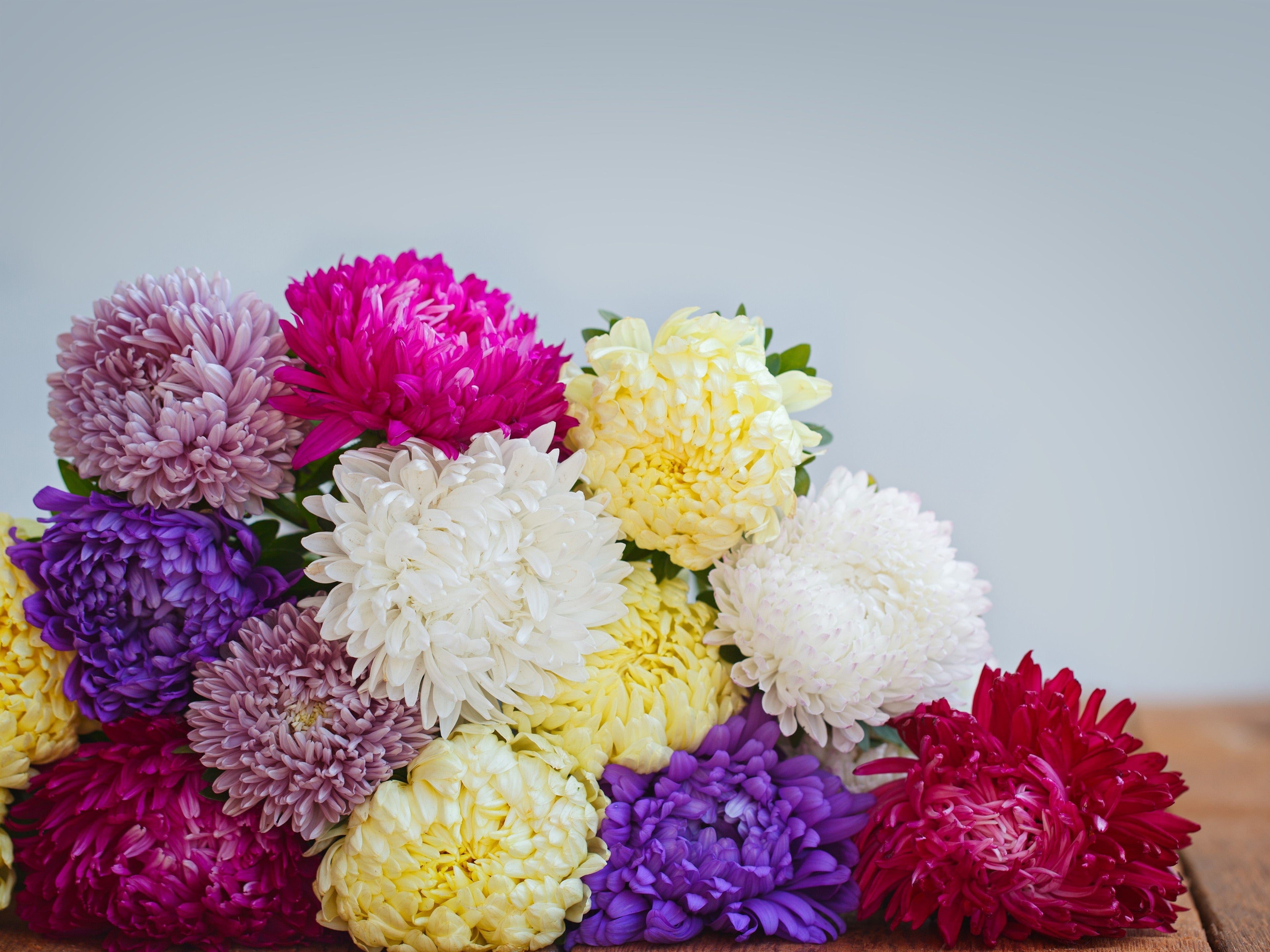 30 MIXED PAEONY ASTER Callistephus Duchess Peony Red Pink White Blue Purple Yellow Coral Apricot French Flower Seeds
