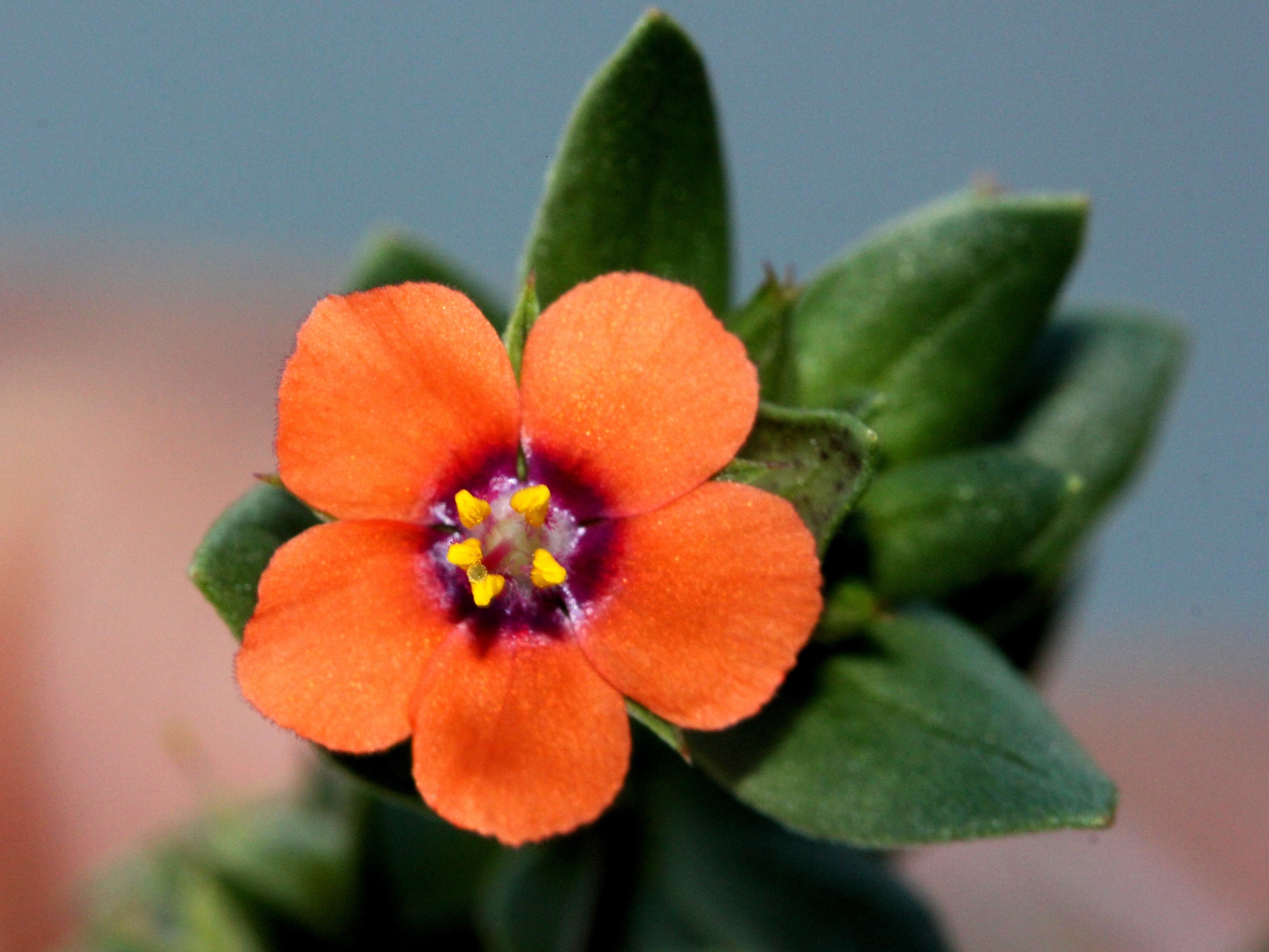 100 BLUE & SCARLET PIMPERNEL Anagallis Monellii Anagallis Arvensis Flower Seeds
