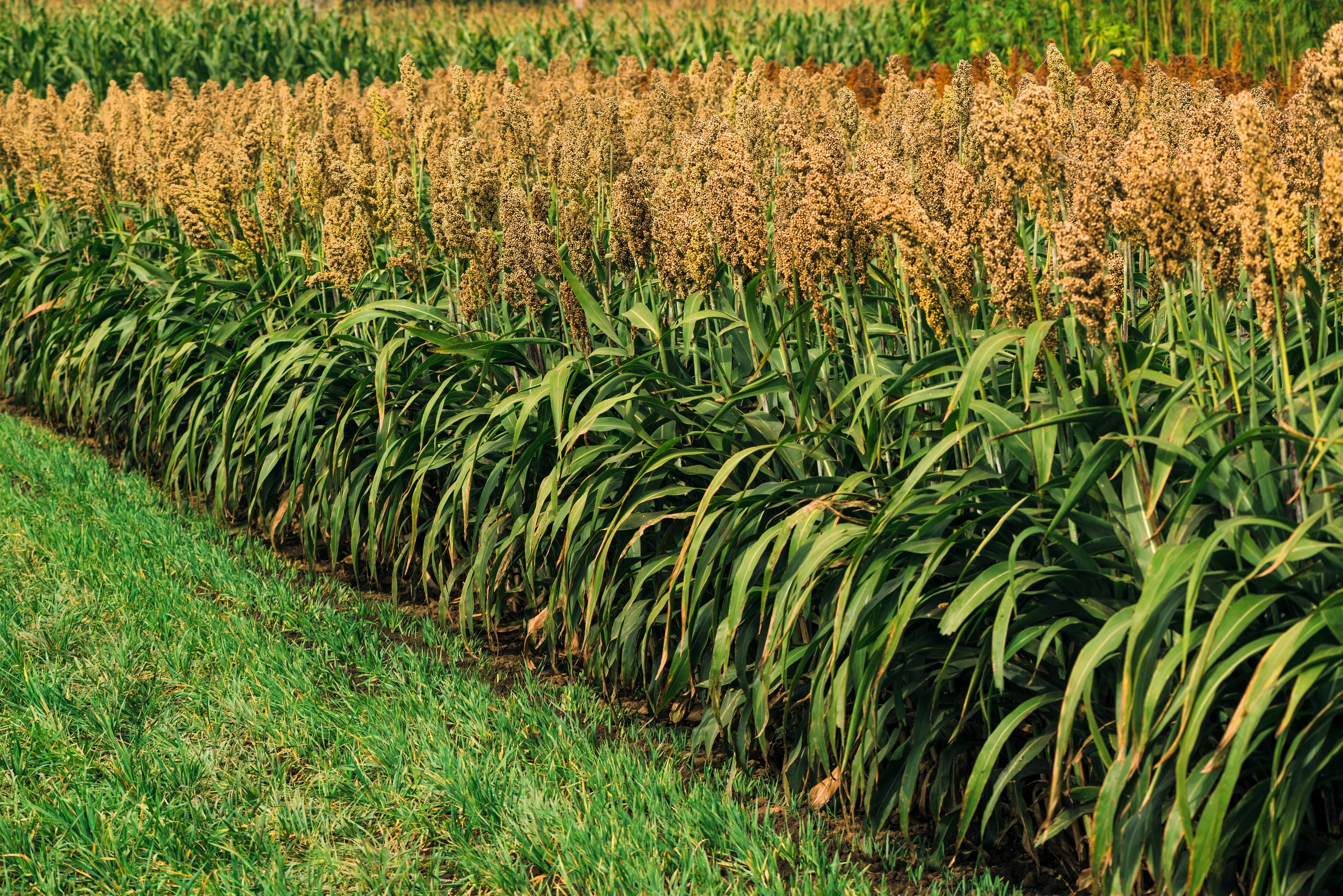 50 HONEY DRIP SORGHUM Bicolor Honey Drop Syrup Grain Vegetable Seeds