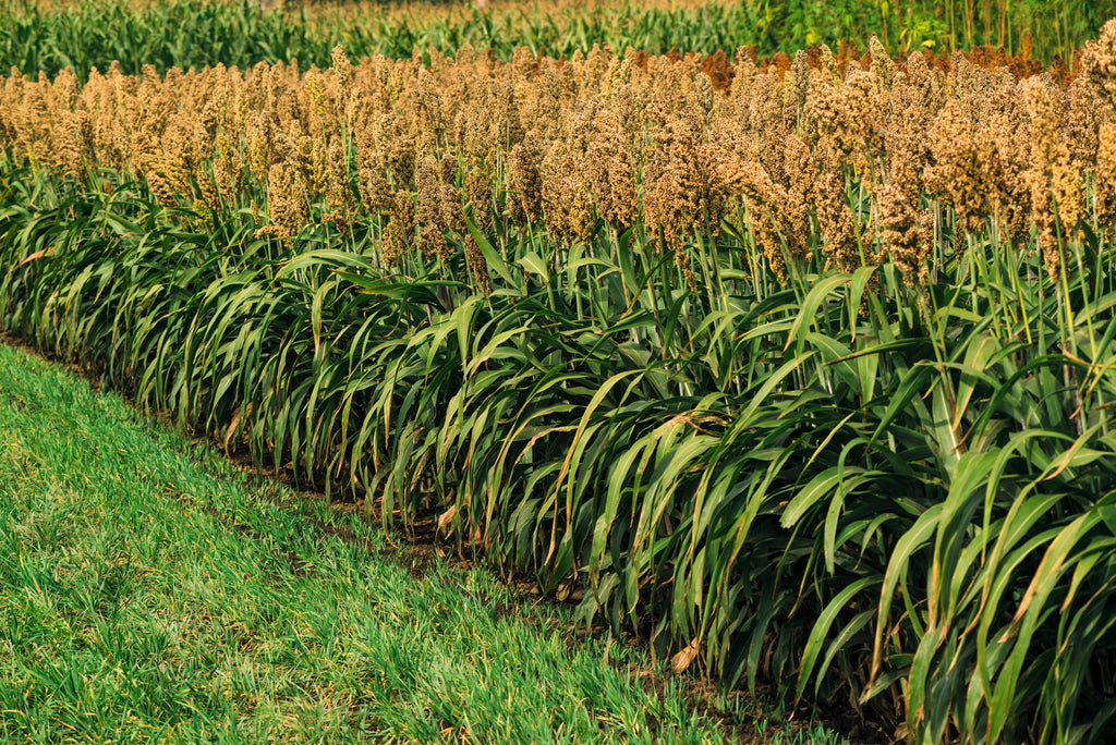 1 Lb BULK HONEY DRIP SORGHUM Bicolor Honey Drop Syrup Grain Vegetable Pound 22,400 Seeds