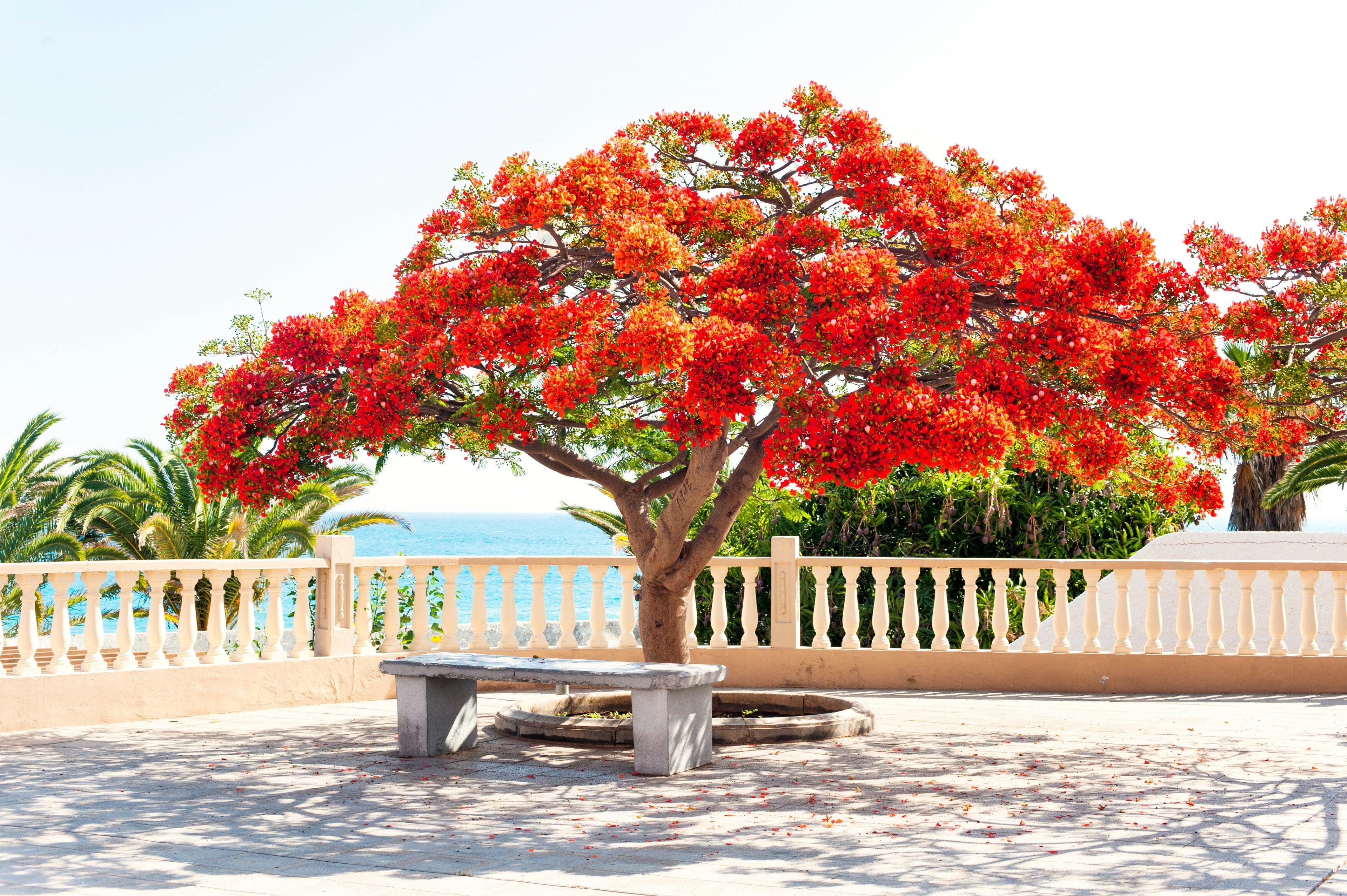 10 ROYAL POINCIANA TREE Delonix Regia aka Red Flame Flamboyant Tree Peacock Flower Seeds