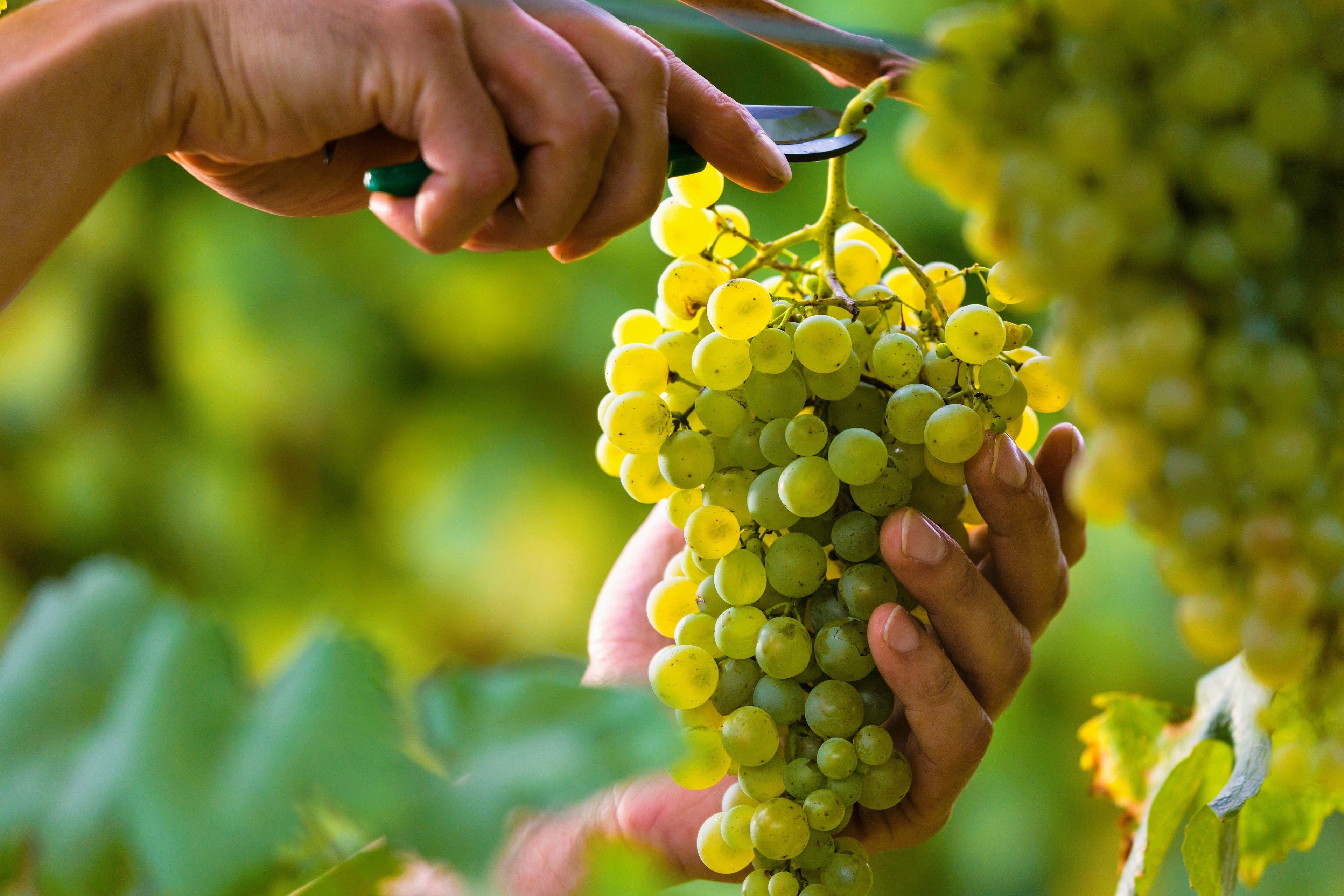 50 GREEN (Dessert / Table) GRAPE Vitis Vinifera Fruit Vine Seeds