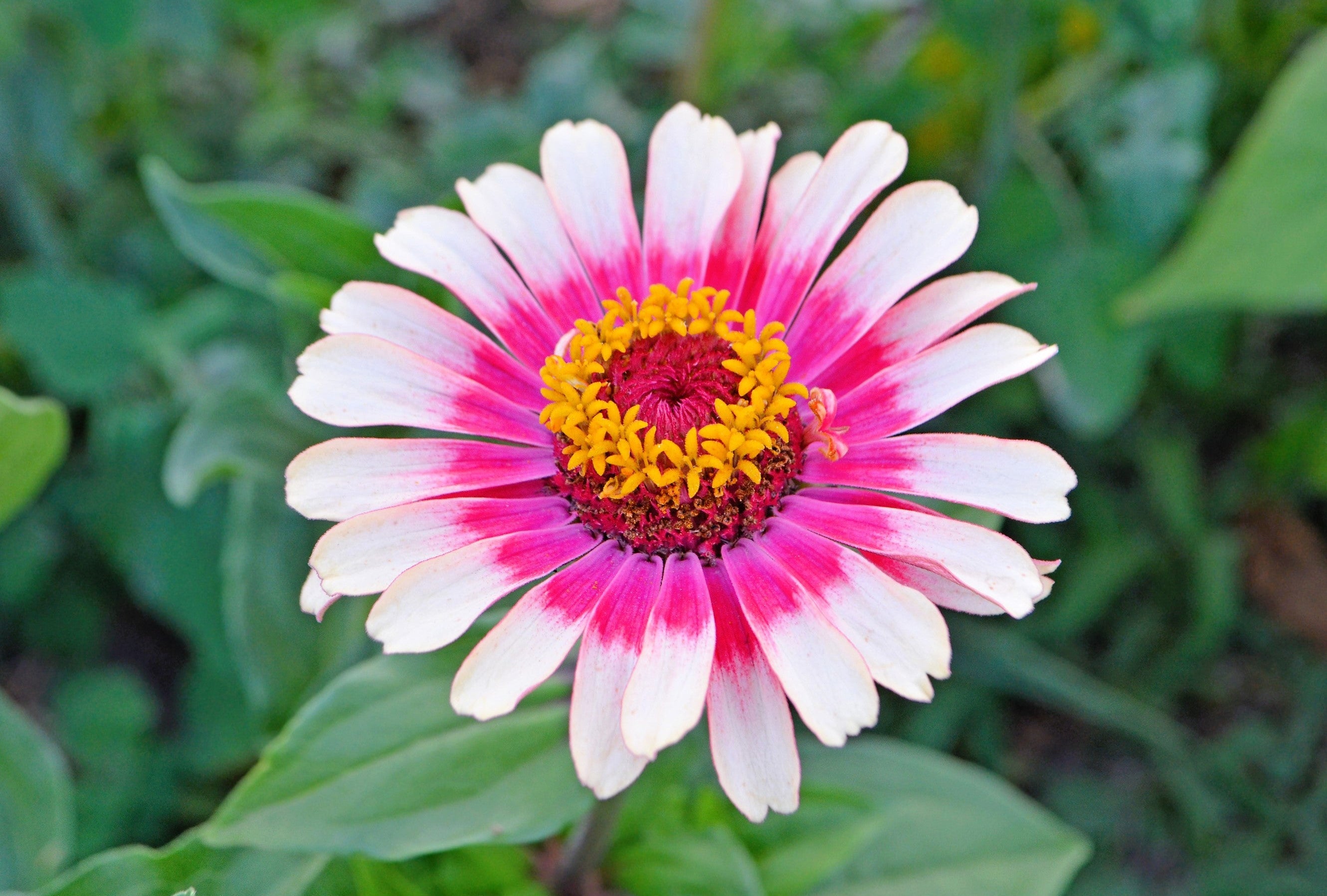 250 ZIN MASTER ZINNIA Mix Elegans Mixed Colors Flower Seeds