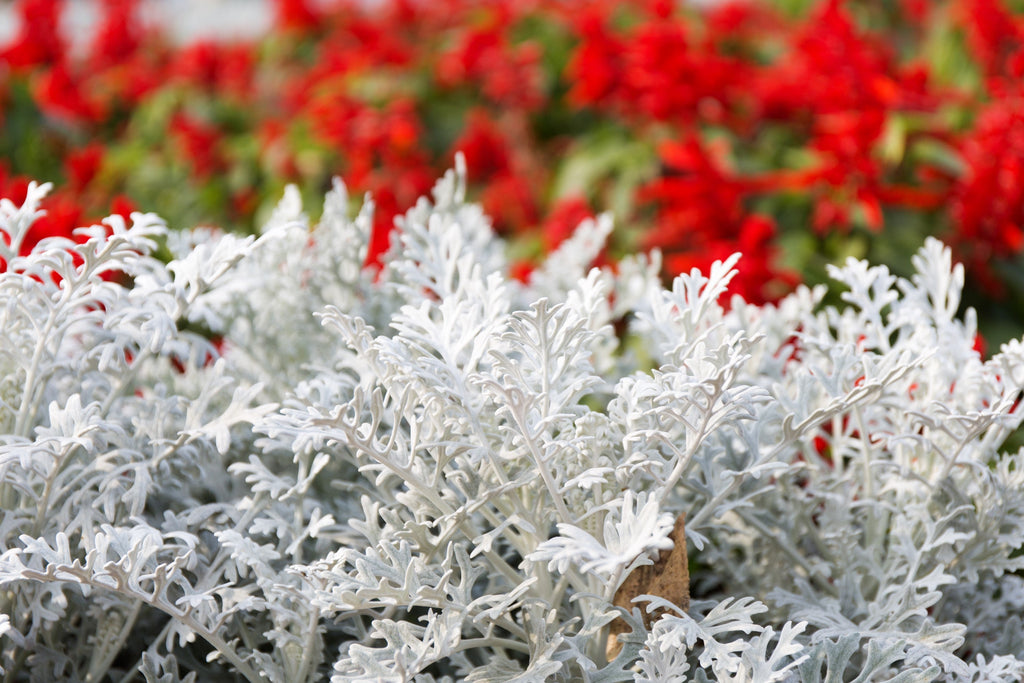 300 SILVERDUST DUSTY MILLER Cineraria Maritima Jacobaea Senecio Flower Seeds
