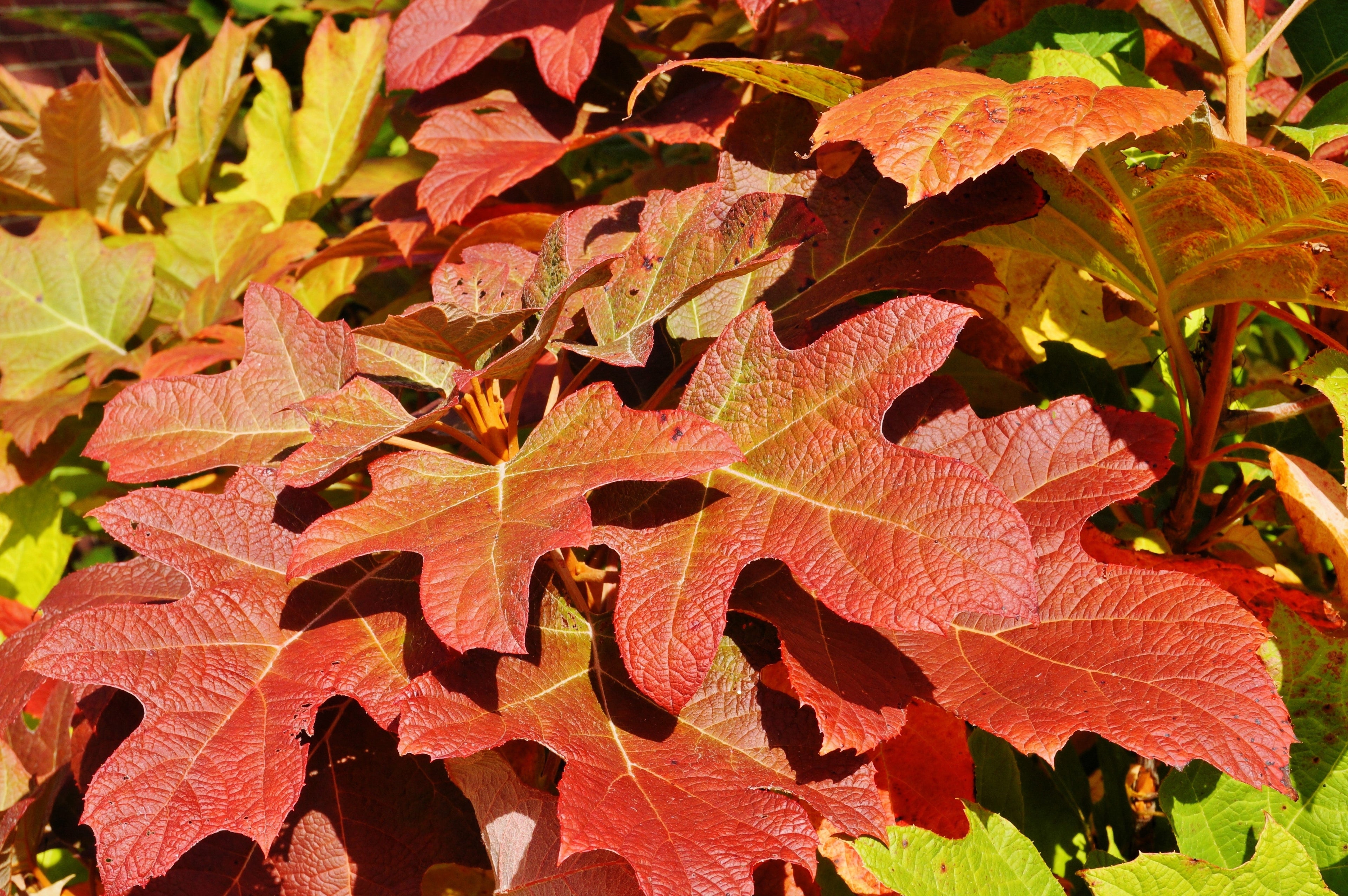 40 White OAK LEAF HYDRANGEA Quercifolia Shrub Flower Seeds
