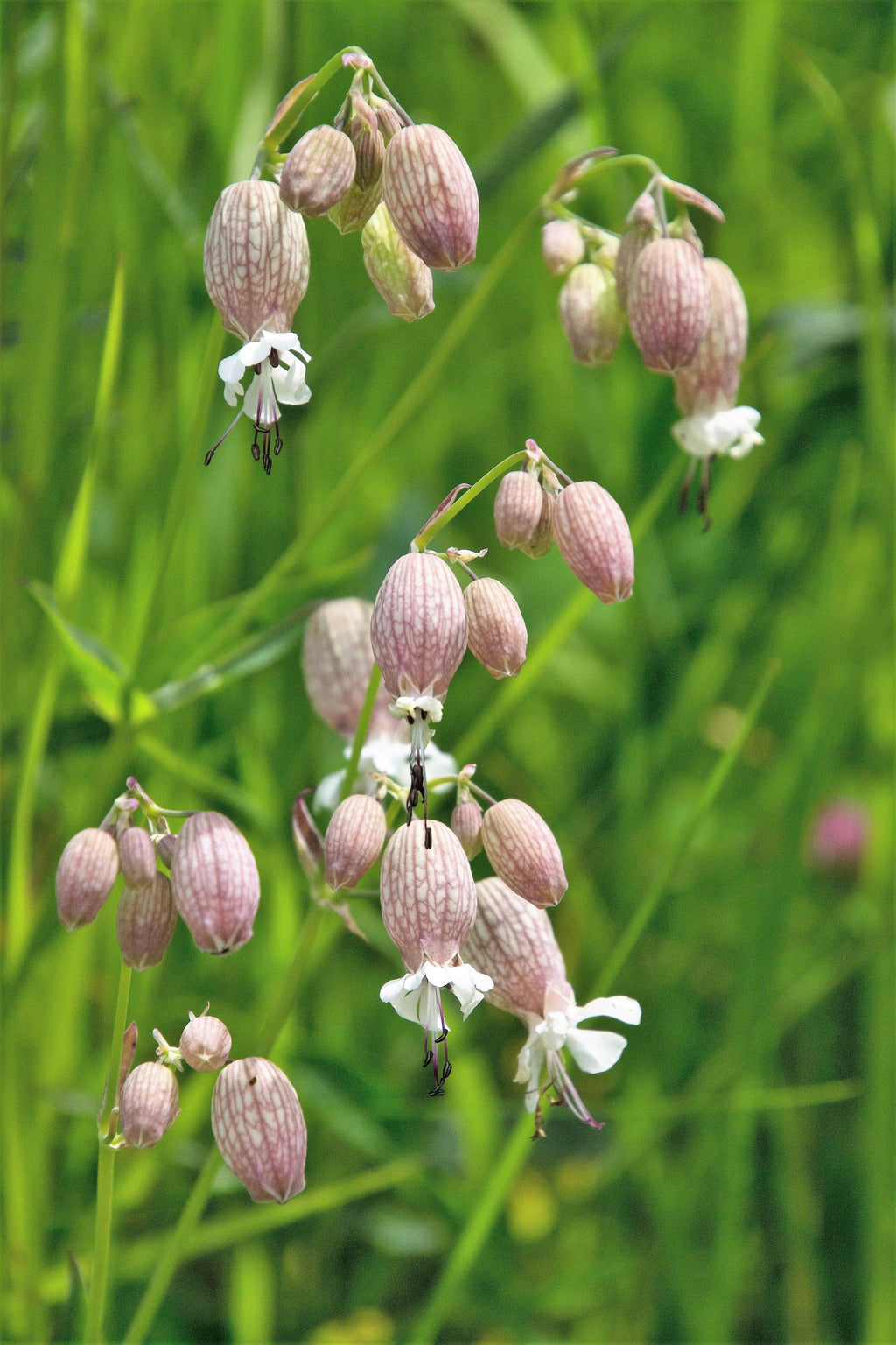 100 MAIDENSTEARS Silene Vulgaris aka Bladder Campion Maidens Tears Pink & White Flower Seeds