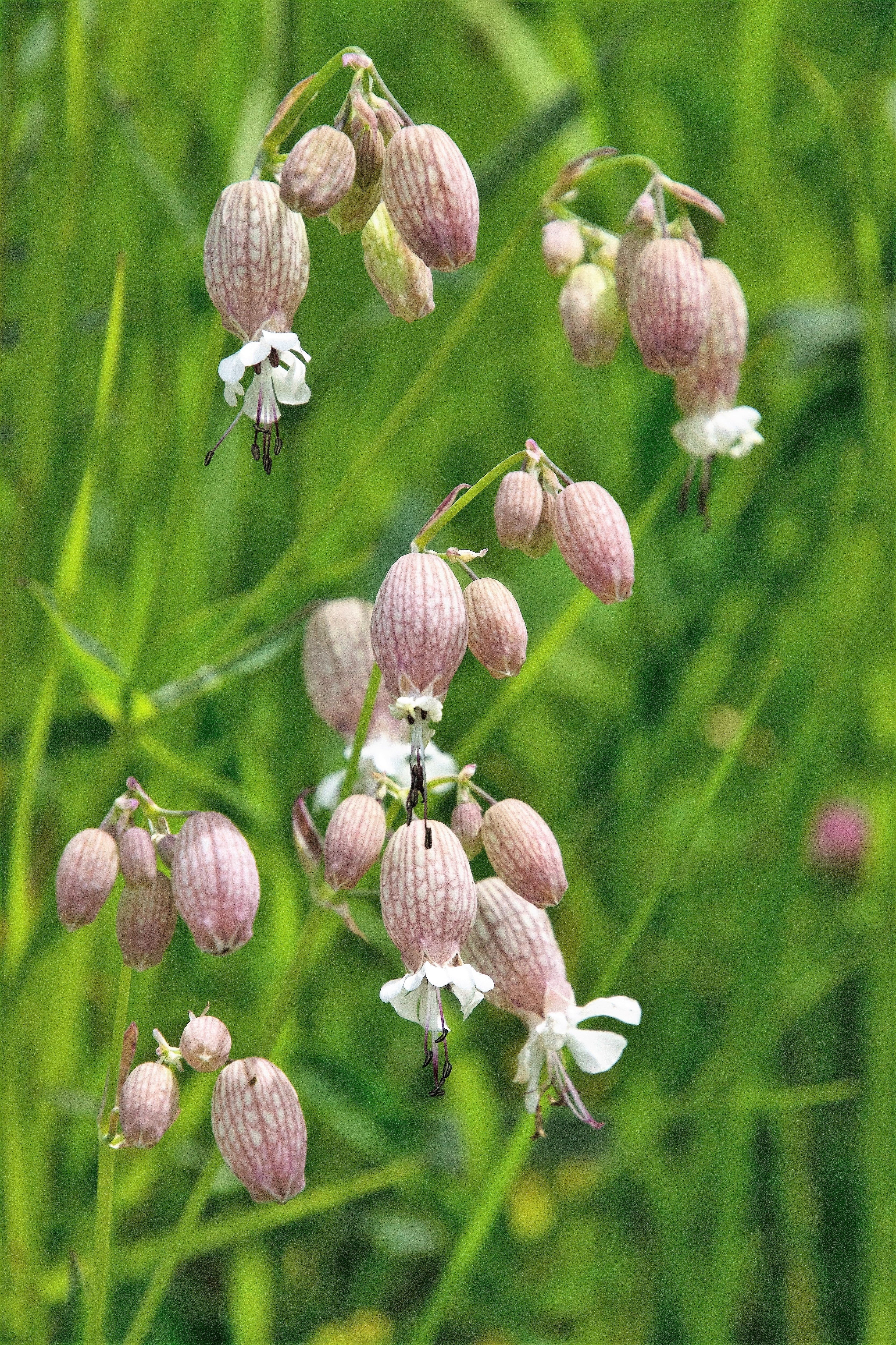 100 MAIDENSTEARS Silene Vulgaris aka Bladder Campion Maidens Tears Pink & White Flower Seeds