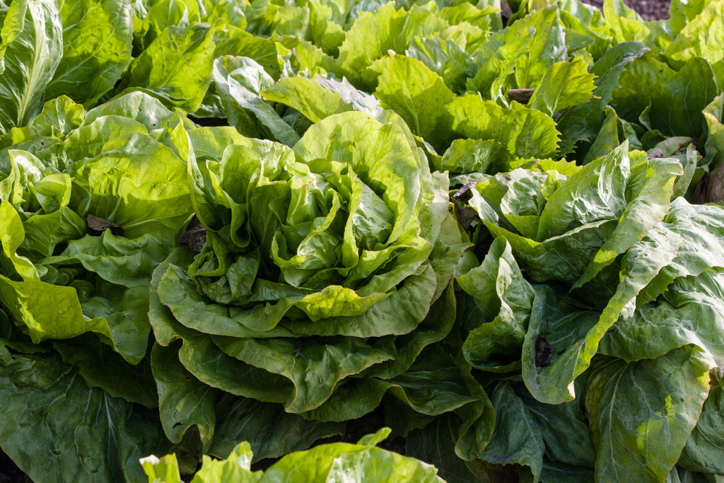 250 SUGAR LOAF ENDIVE Radicchio Escarole Cichorium Intybus Green Vegetable Seeds