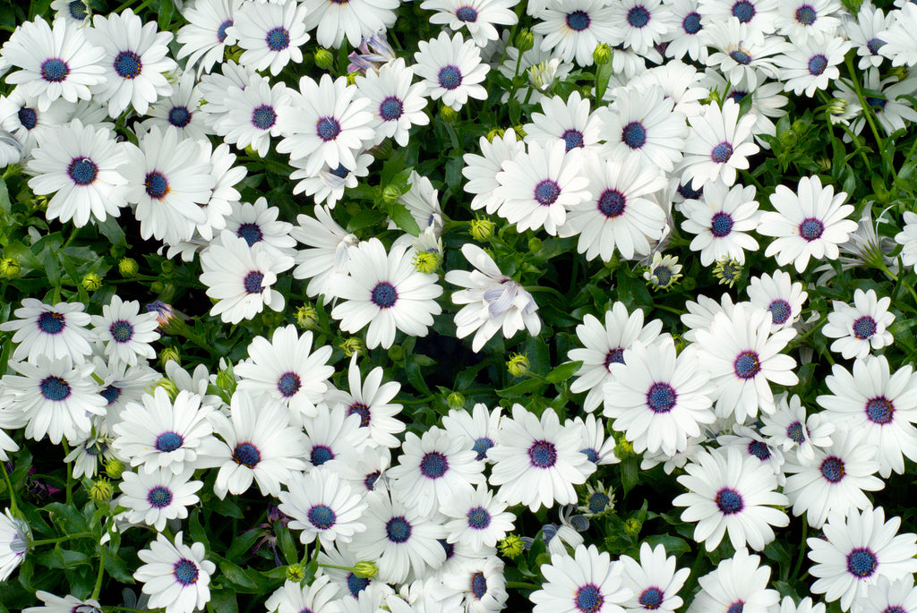 50 WHITE AFRICAN Cape DAISY Dimorphotheca Sinuata Flower Seeds