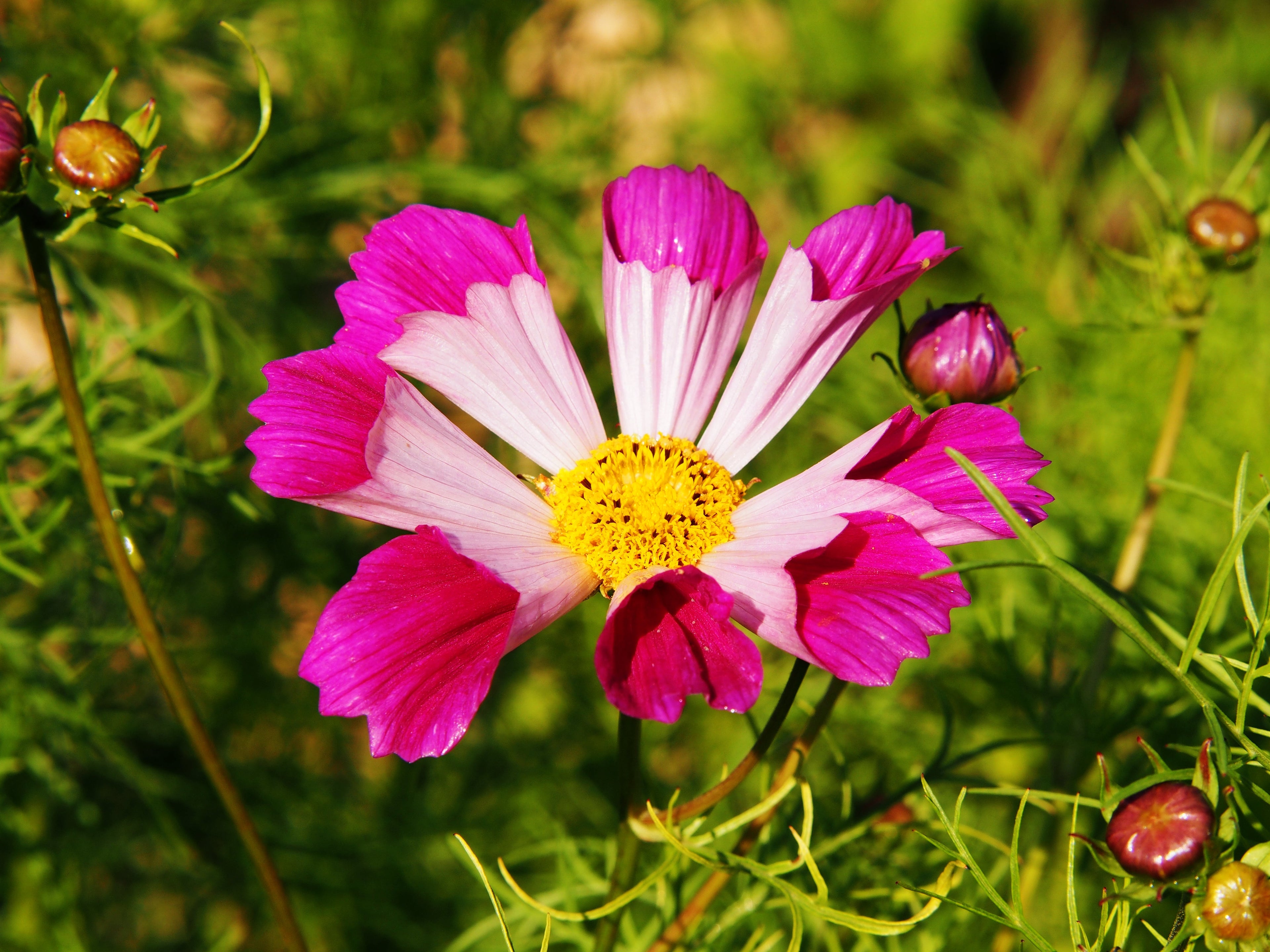 200 COSMOS SEA SHELLS Cosmos Bipinnatus Seashells Flower Seeds