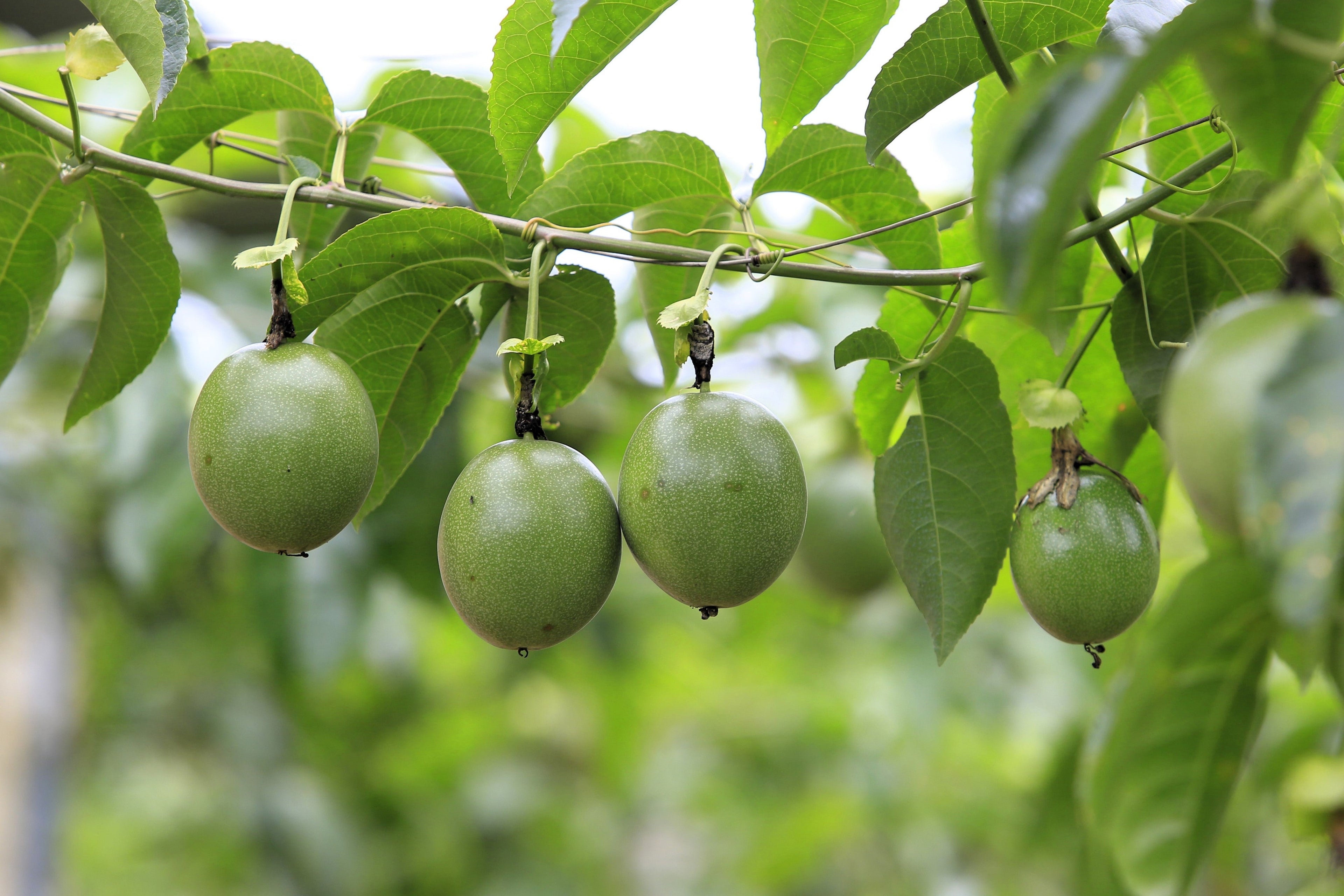 10 Purple PASSION FLOWER Passion FRUIT Granadilla Passiflora Incarnata Vine Seeds
