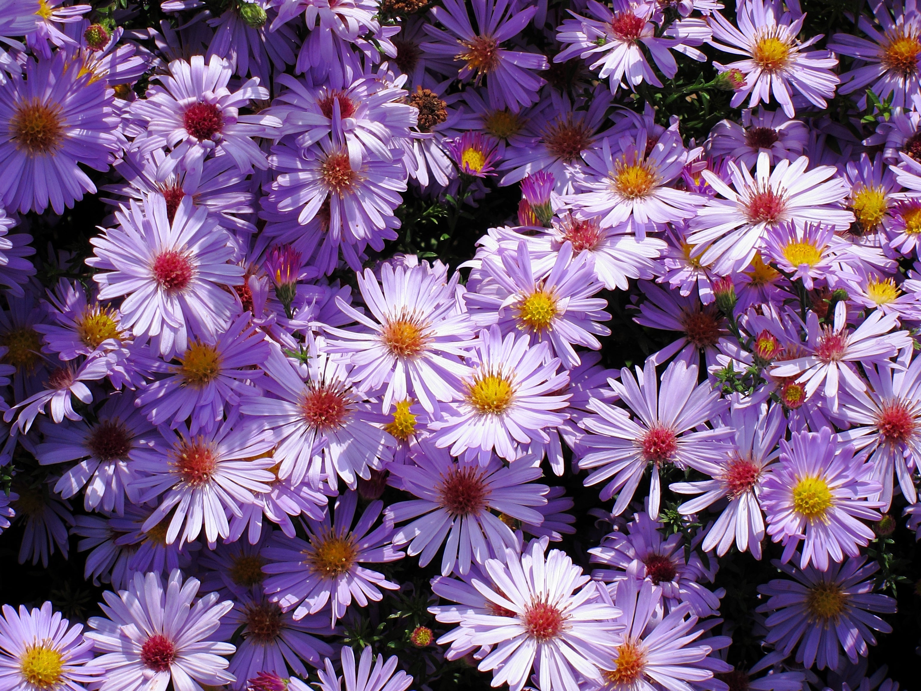 200 Mixed Colors SWAN RIVER DAISY Brachyscome Iberidifolia Flower Seeds
