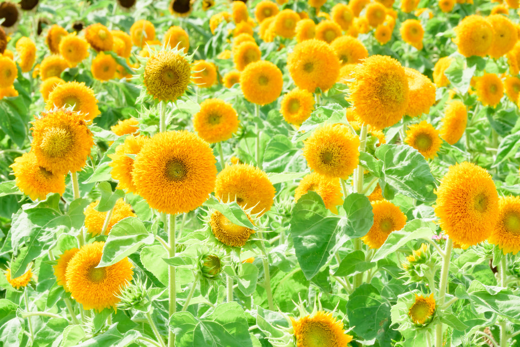 150 Double DWARF TEDDYBEAR SUNFLOWER Helianthus Annuus Yellow Flower Seeds