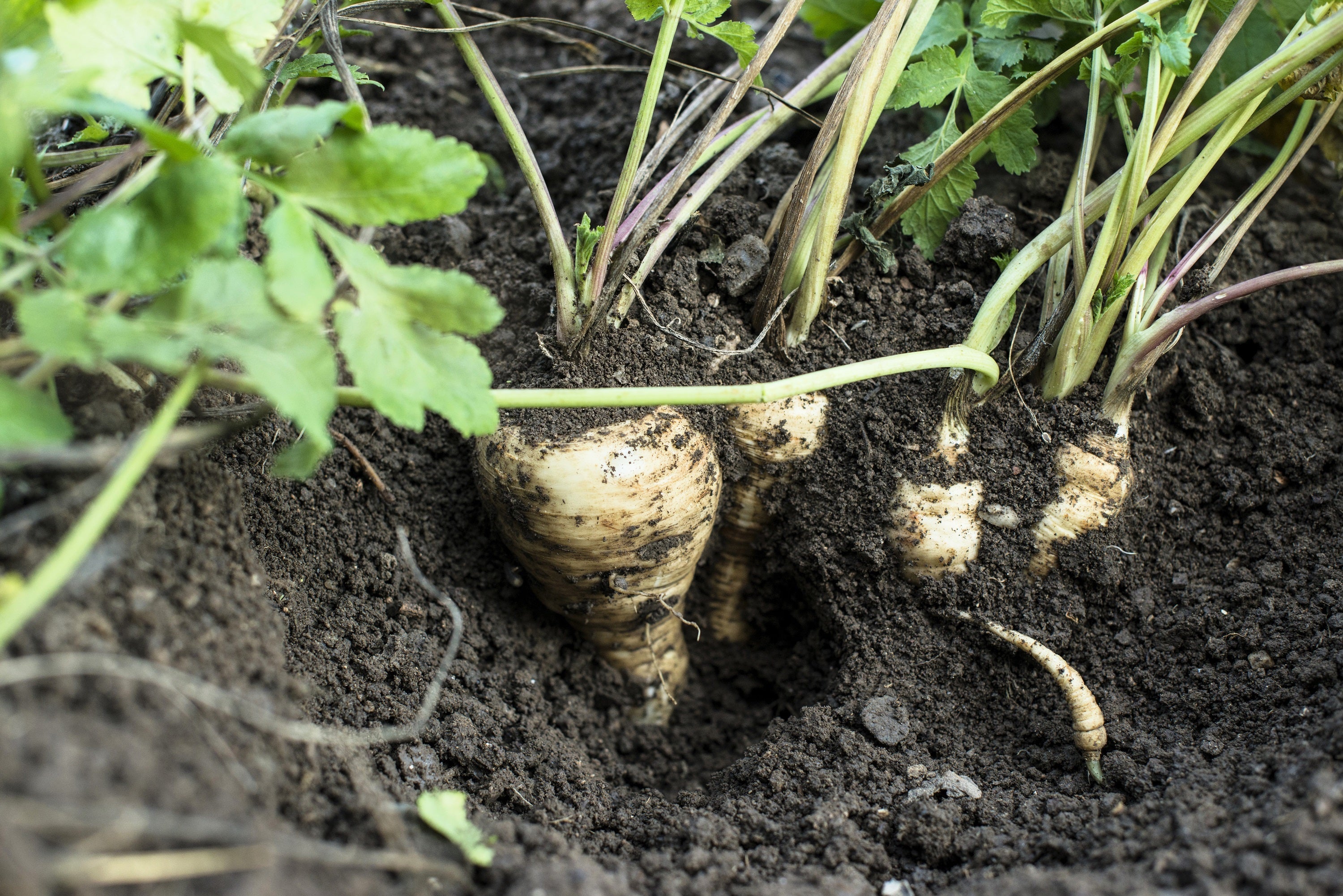 1000 ALL AMERICAN PARSNIP Pastinaca Sativa White Root Vegetable Seeds