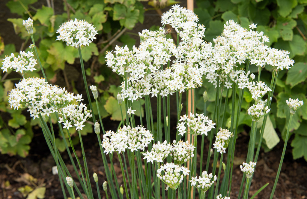250 GARLIC CHIVE Allium Tuberosum White Flowering Herb Vegetable Seeds