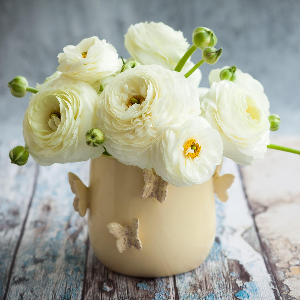 Ranunculus - Tecolote White