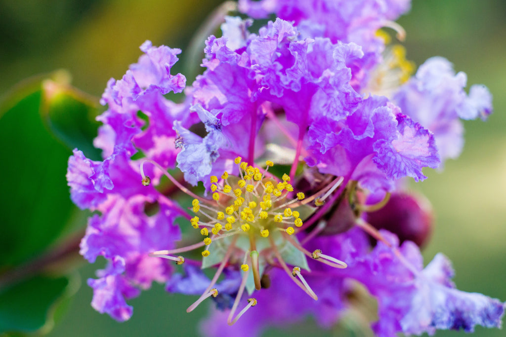 35 LILAC Light Purple CREPE MYRTLE Lagerstroemia Indica Flowering Shrub Bush Small Tree Seeds