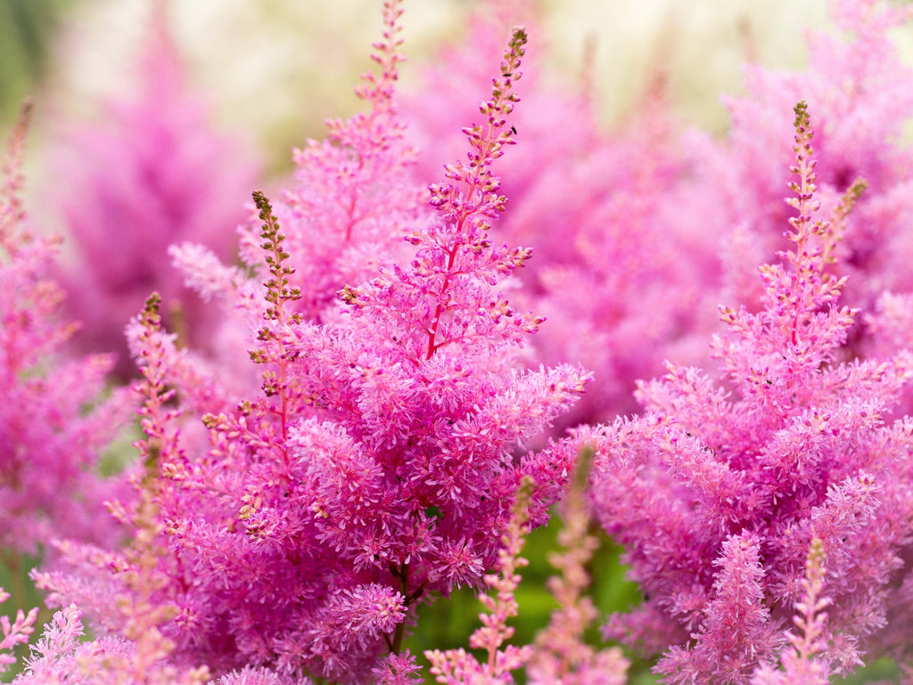 100 PINK MIX ASTILBE (False Spirea / False Goats Beard) Astilbe Chinensis Flower Seeds