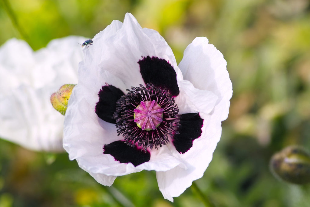 1000 MIXED Colors ORIENTAL POPPY Papaver Orientale Flower Seeds