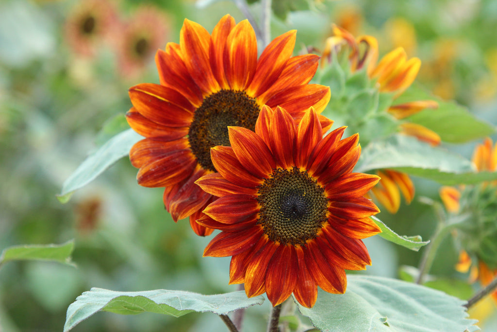 100 Mixed EVENING COLORS SUNFLOWER Helianthus Annuus Orange Red Gold Flower Seeds