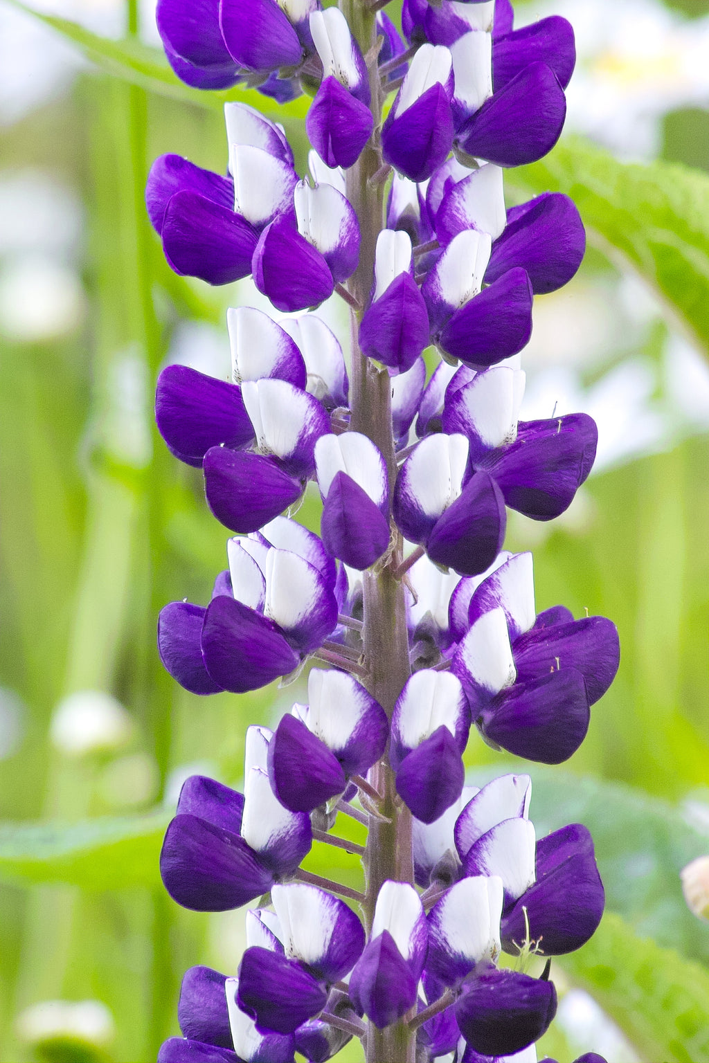 75 Mixed Colors RUSSELL LUPINE (Streamside, Bigleaf, Garden, or Washington Lupine) Lupinus Polyphyllus Flower Seeds