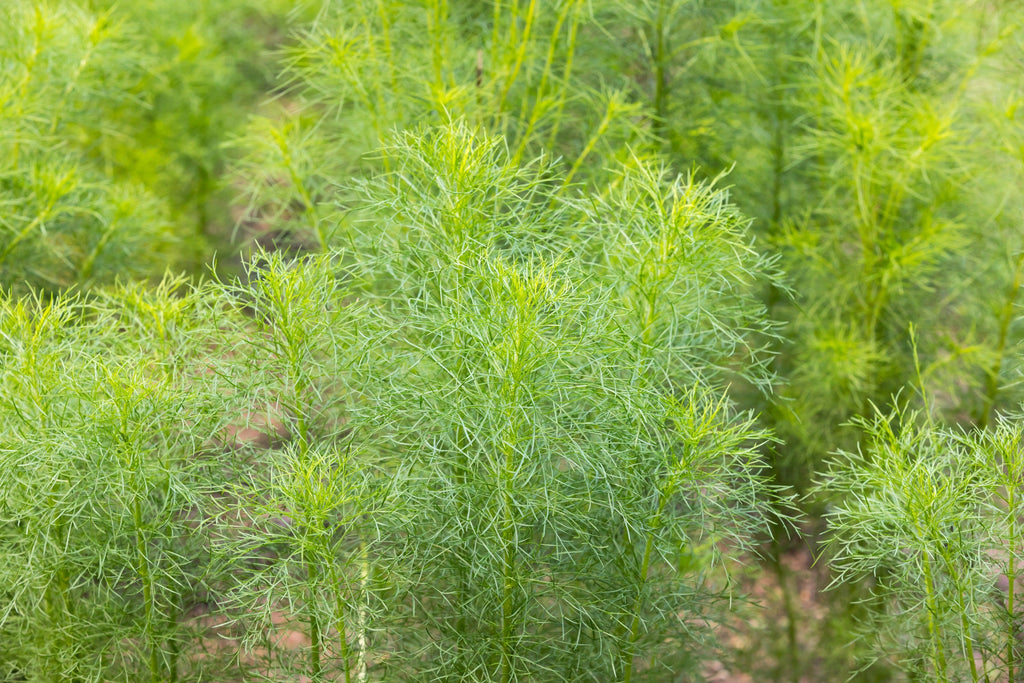 500 Organic CUMIN Cuminum Cyminum Herb Flower Seeds
