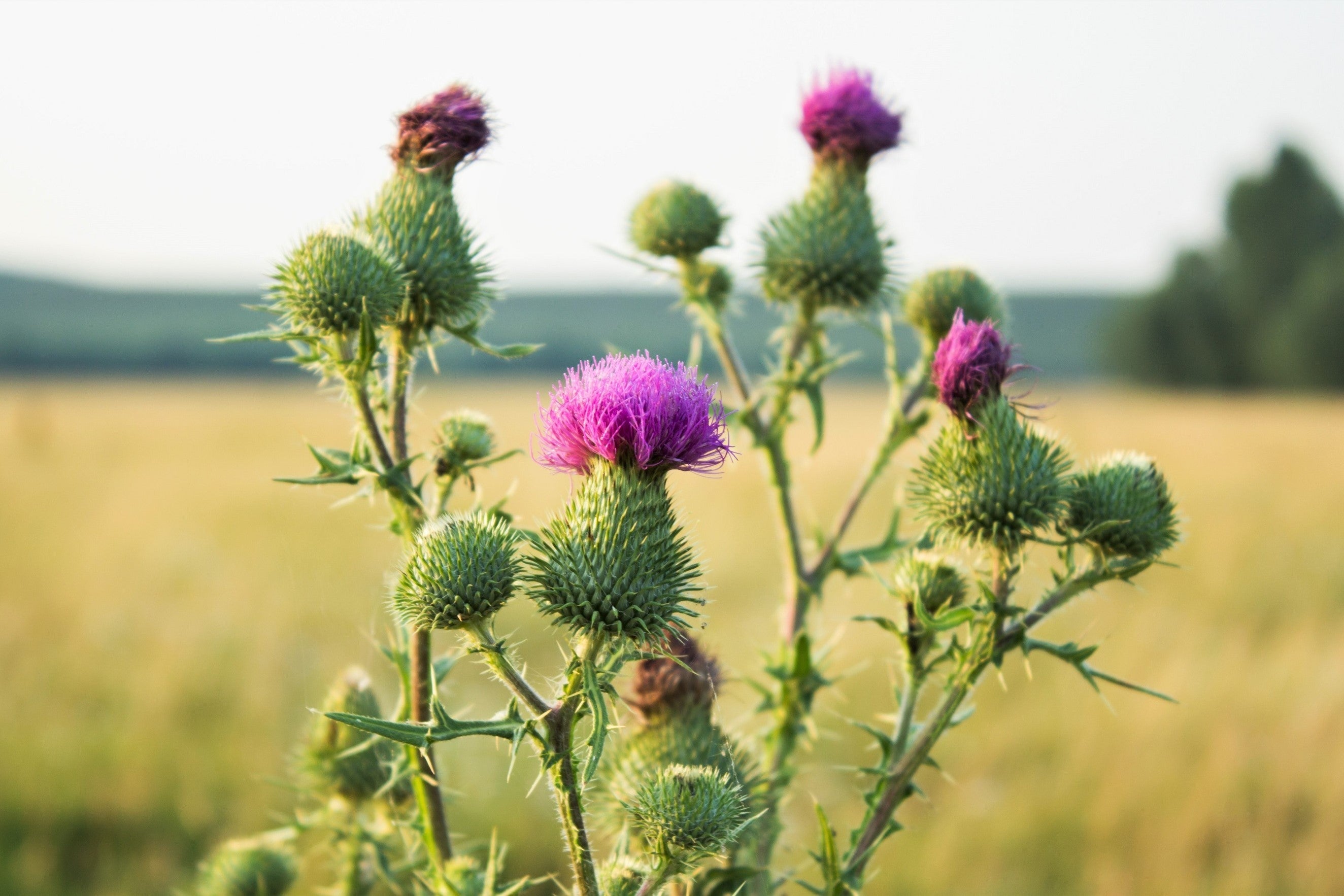 100 ORGANIC Blessed MILK THISTLE Silybum Marianum Hummingbird Purple Flower Seeds