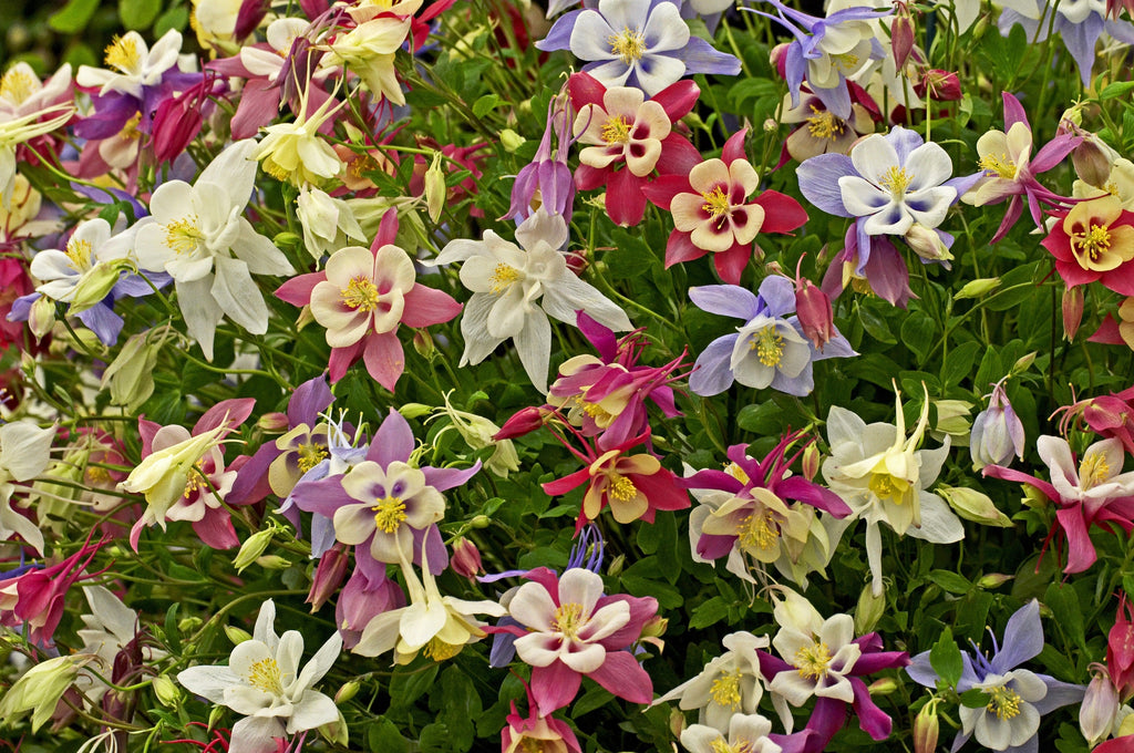 50 MCKANAS GIANT COLUMBINE Mixed Colors Aquilegia Hybrida Flower Seeds
