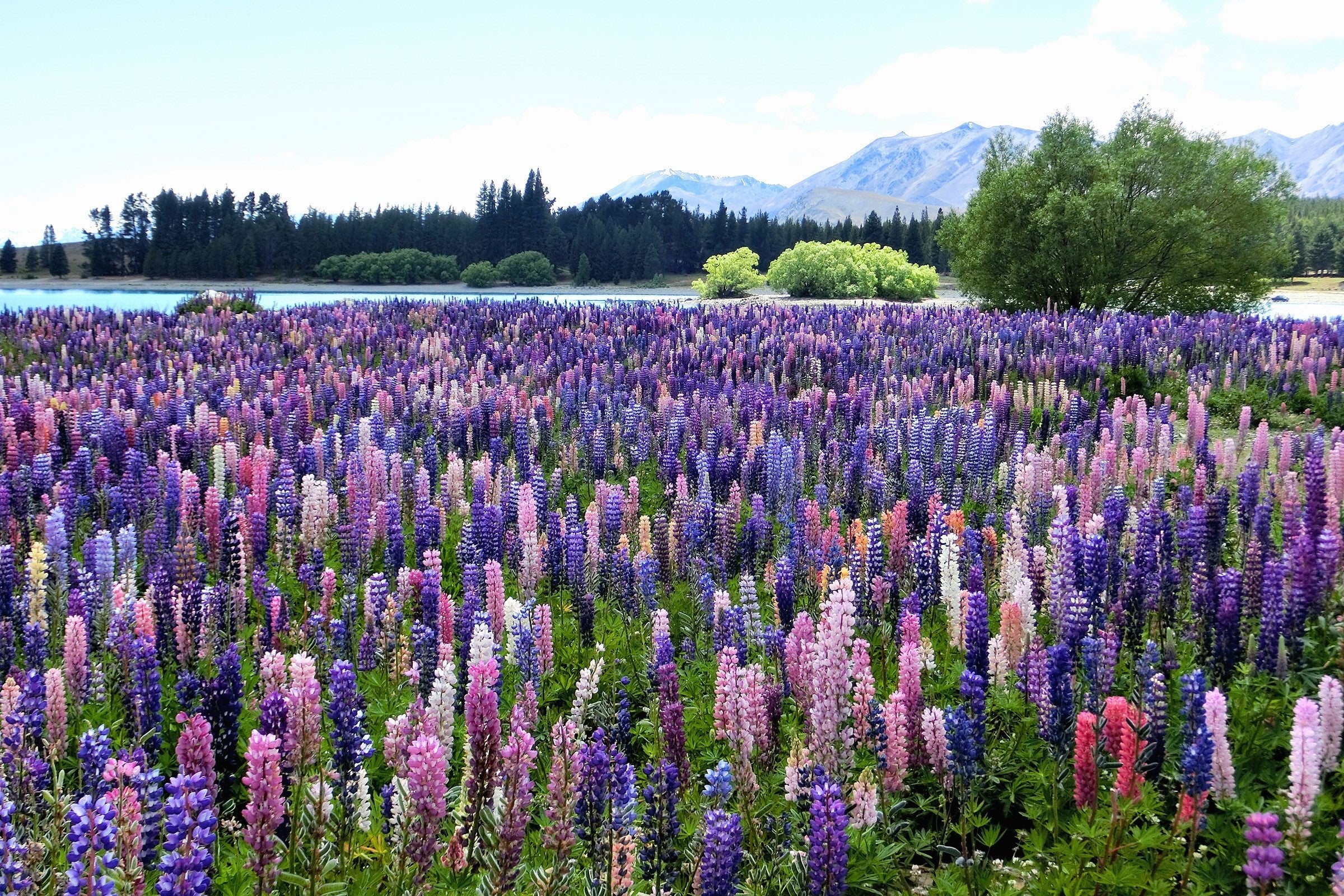 75 Mixed Colors RUSSELL LUPINE (Streamside, Bigleaf, Garden, or Washington Lupine) Lupinus Polyphyllus Flower Seeds