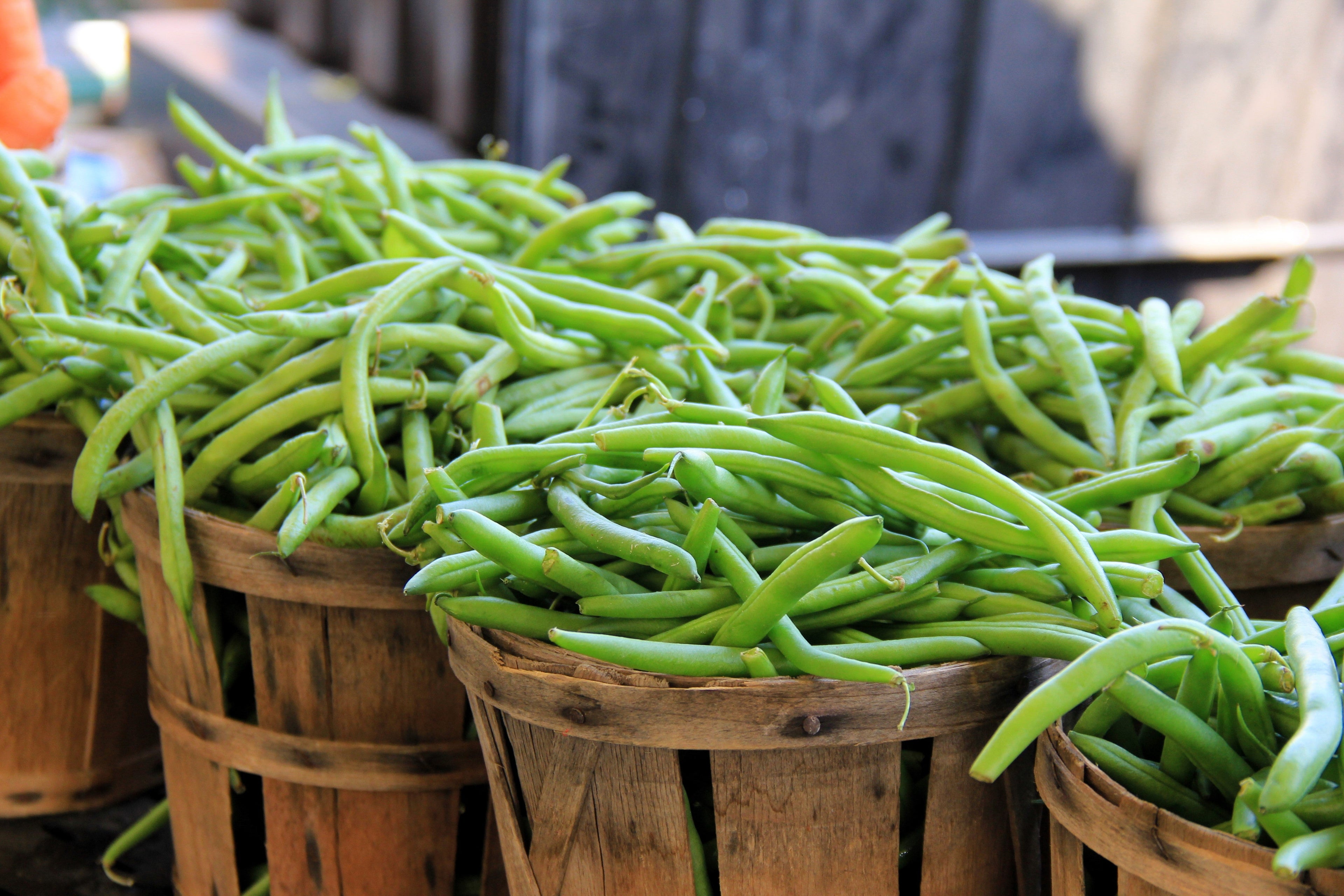 40 GREEN BEAN PROVIDER Phaseolus Vulgaris Vegetable Seeds