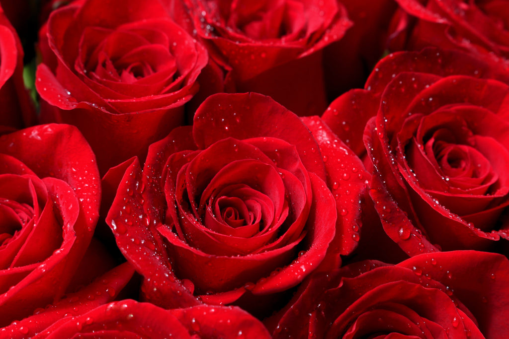 5 RED ROSE Rosa Bush Shrub Perennial Flower Seeds