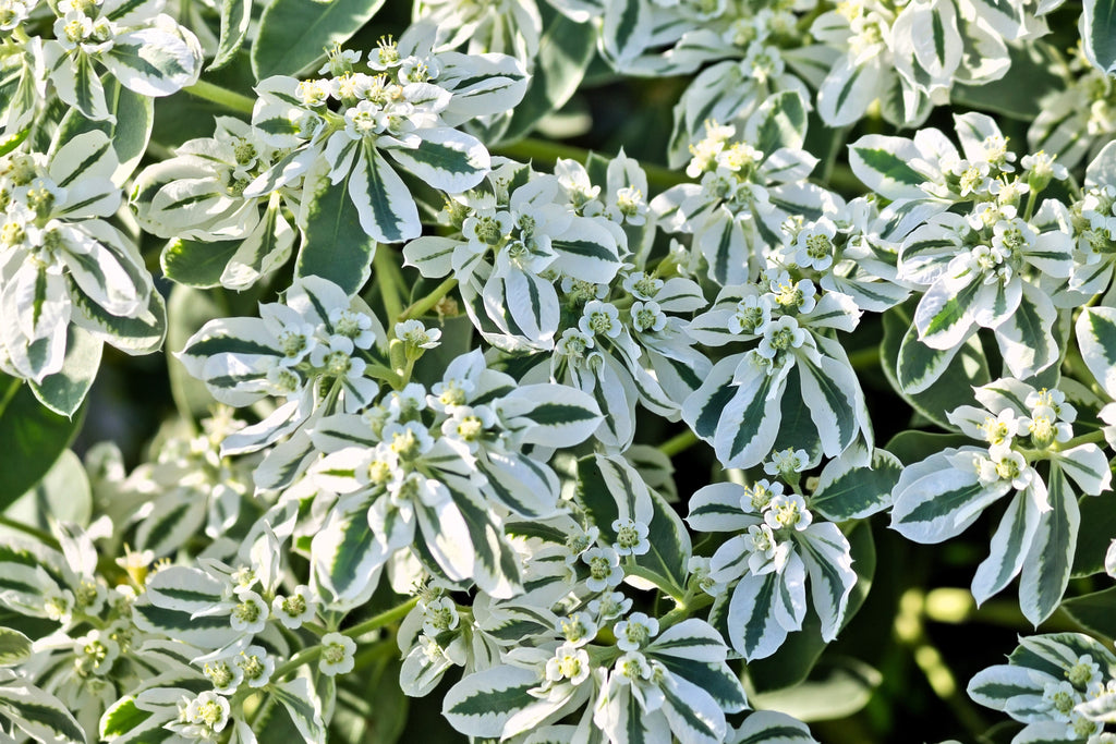 20 SNOW On THE MOUNTAIN Euphorbia Marginata Variegated Groundcover Sun or Shade Flower Seeds