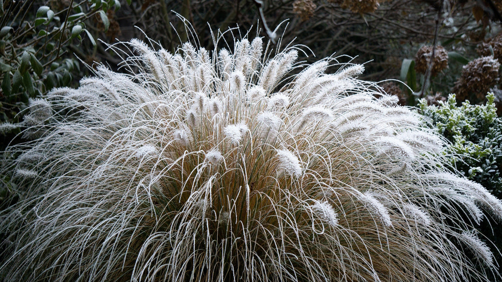 25 DWARF FOUNTAIN GRASS Pennisetum Alopecuroides Hardy Ornamental White Plume Seeds