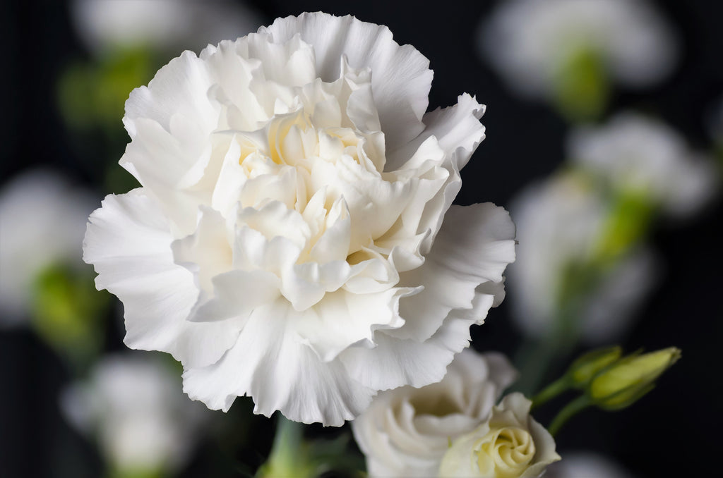 50 WHITE CARNATION Dianthus Caryophyllus Grenadin Flower Seeds