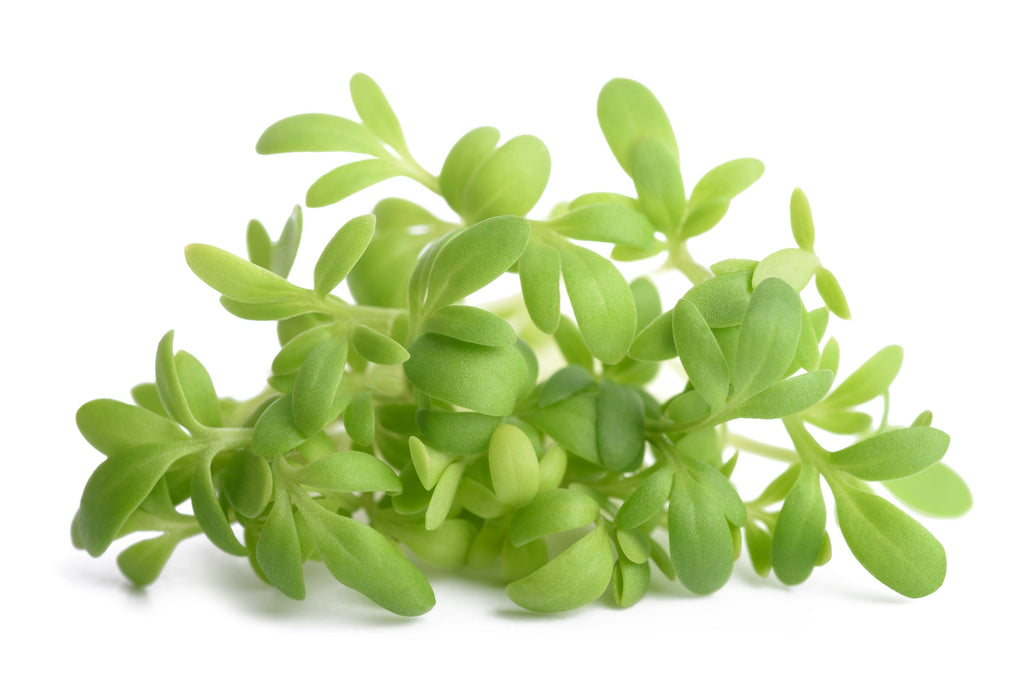 1500 WRINKLED CRINKLED CRESS Garden Lepidium Sativum Greens Vegetable Seeds