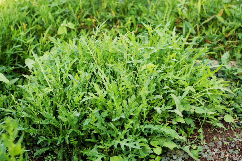 2000 ARUGULA Eruca Vesicaria Sativa Greens Vegetable Seeds