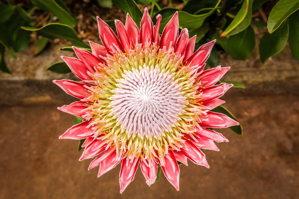 5 Giant KING PROTEA Cynaroides Sugarbush Rare 12" Flower Seeds