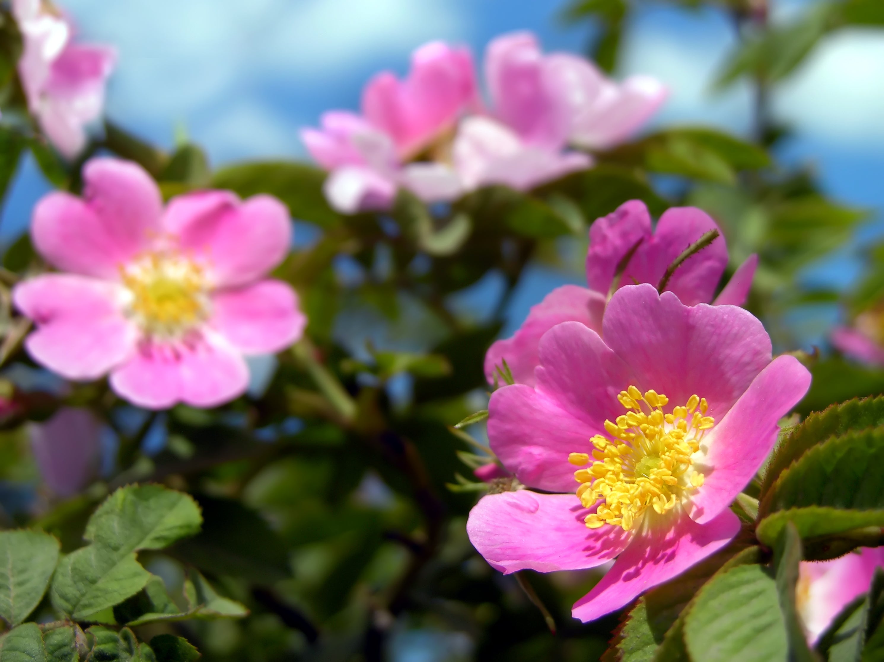 50 Thornless Pink DOG BRIER ROSE Bush Rosa Canina Inermis Victory Garden Fragrant Flower Seeds