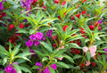 100 IMPATIENS (Balsam / Lady Slipper / Touch Me Not) Impatiens Balsamina Flower Seeds
